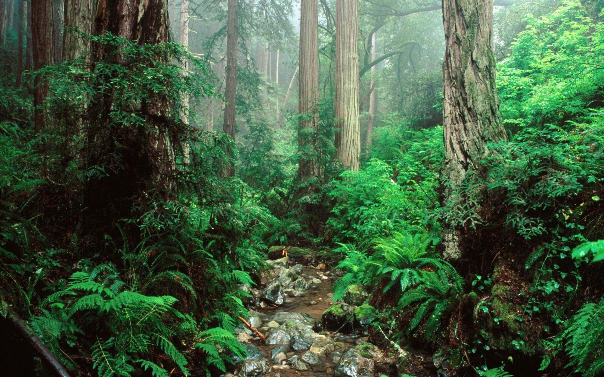 Olympic National Park Wallpapers · iBackgroundWallpapers