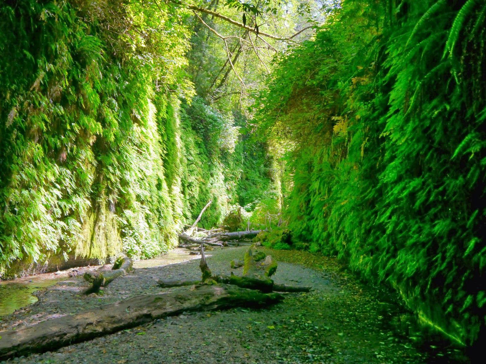 American Travel Journal: Fern Canyon Trail