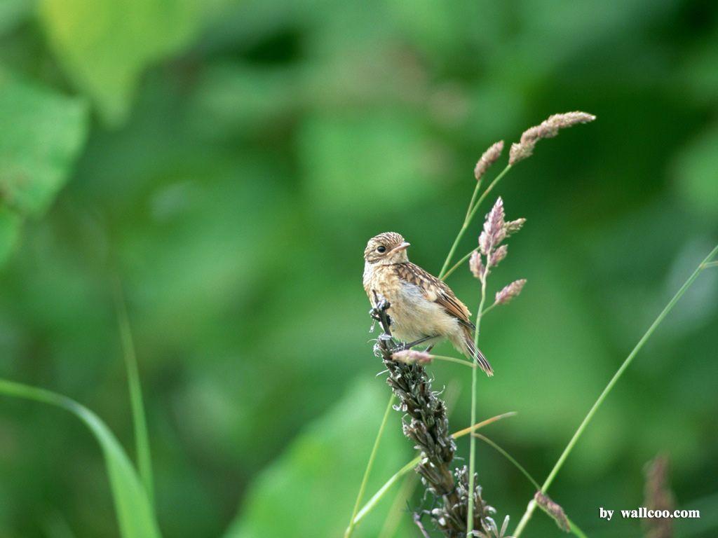 Lovely Birds Wallpapers