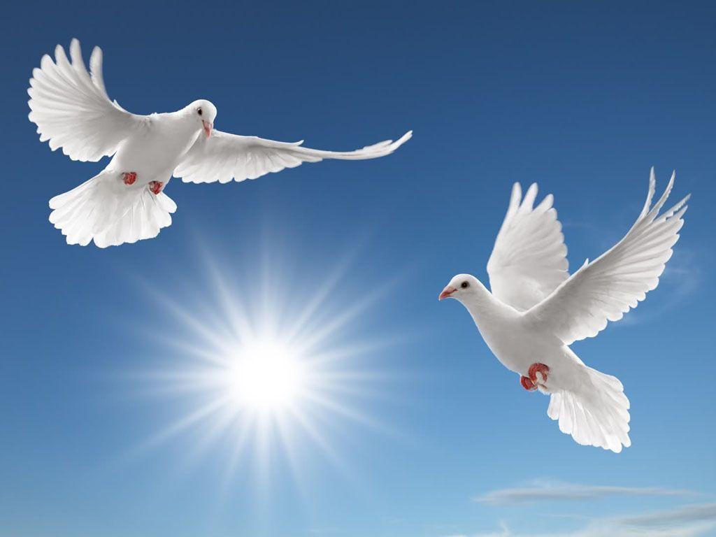 Peace Dove Wallpapers 14