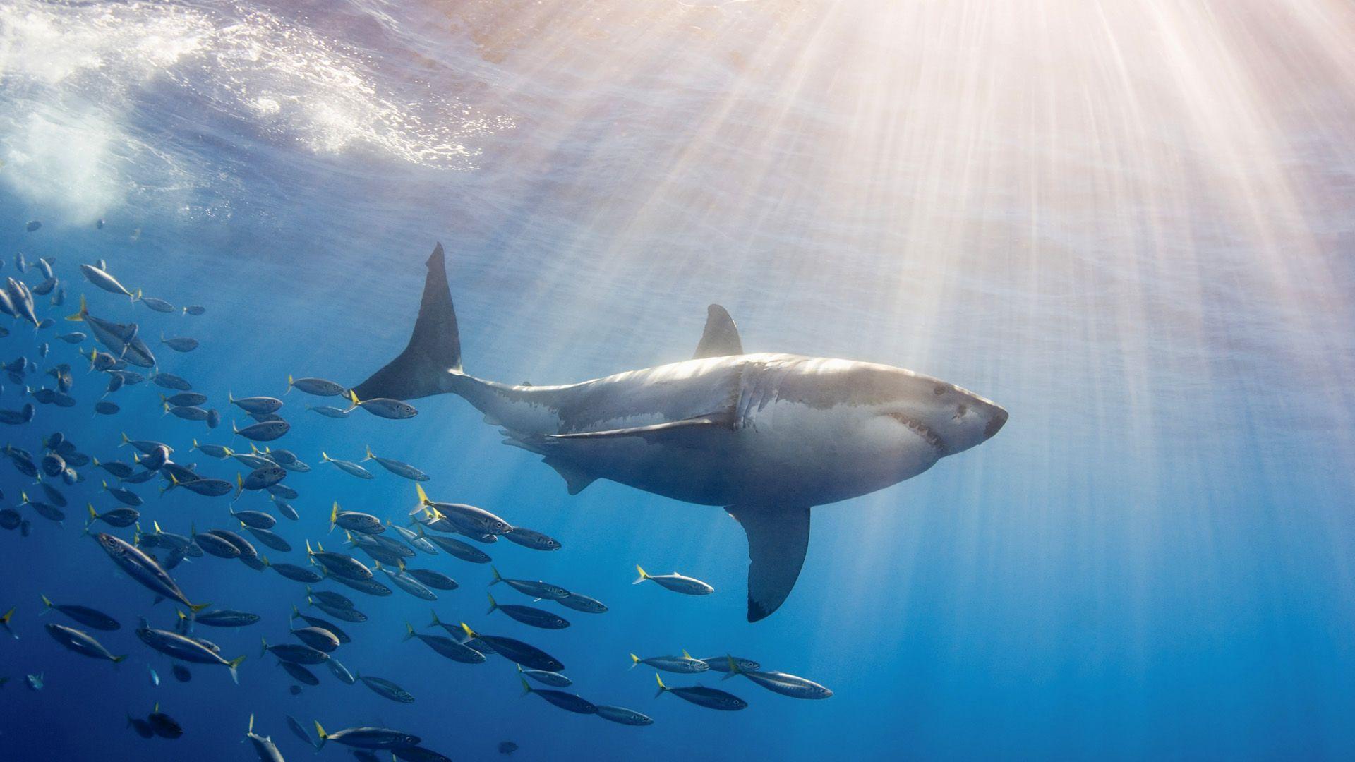 Image For > White Shark Wallpapers