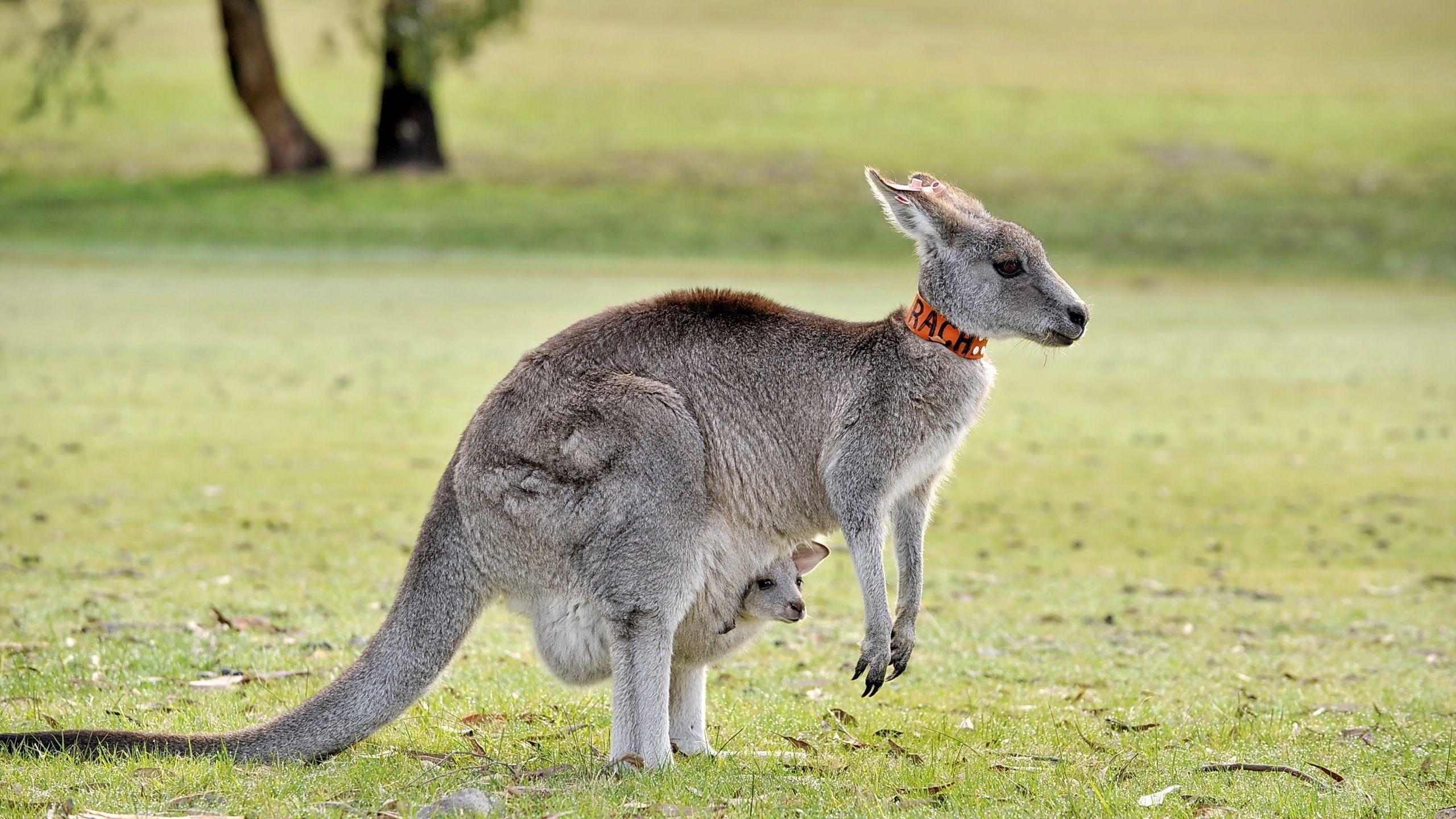 Kangaroo Computer Wallpapers, Desktop Backgrounds Id: 373736