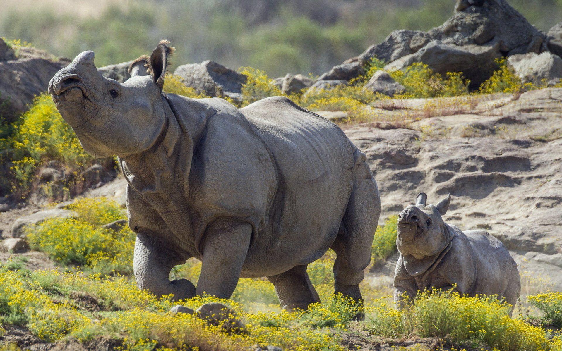 102 Rhino HD Wallpapers