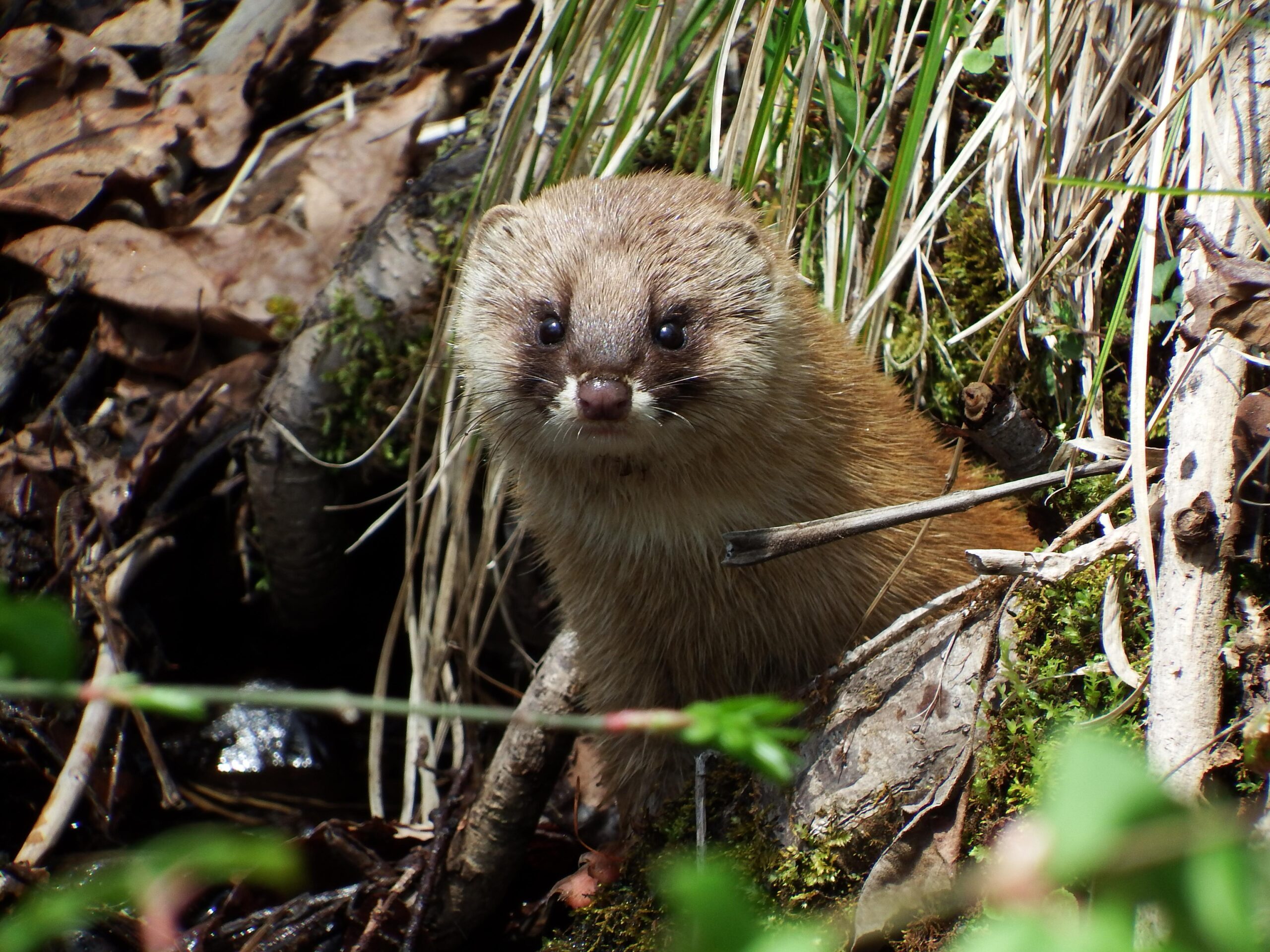 What’s ‘weasely’ about wonderful weasels?