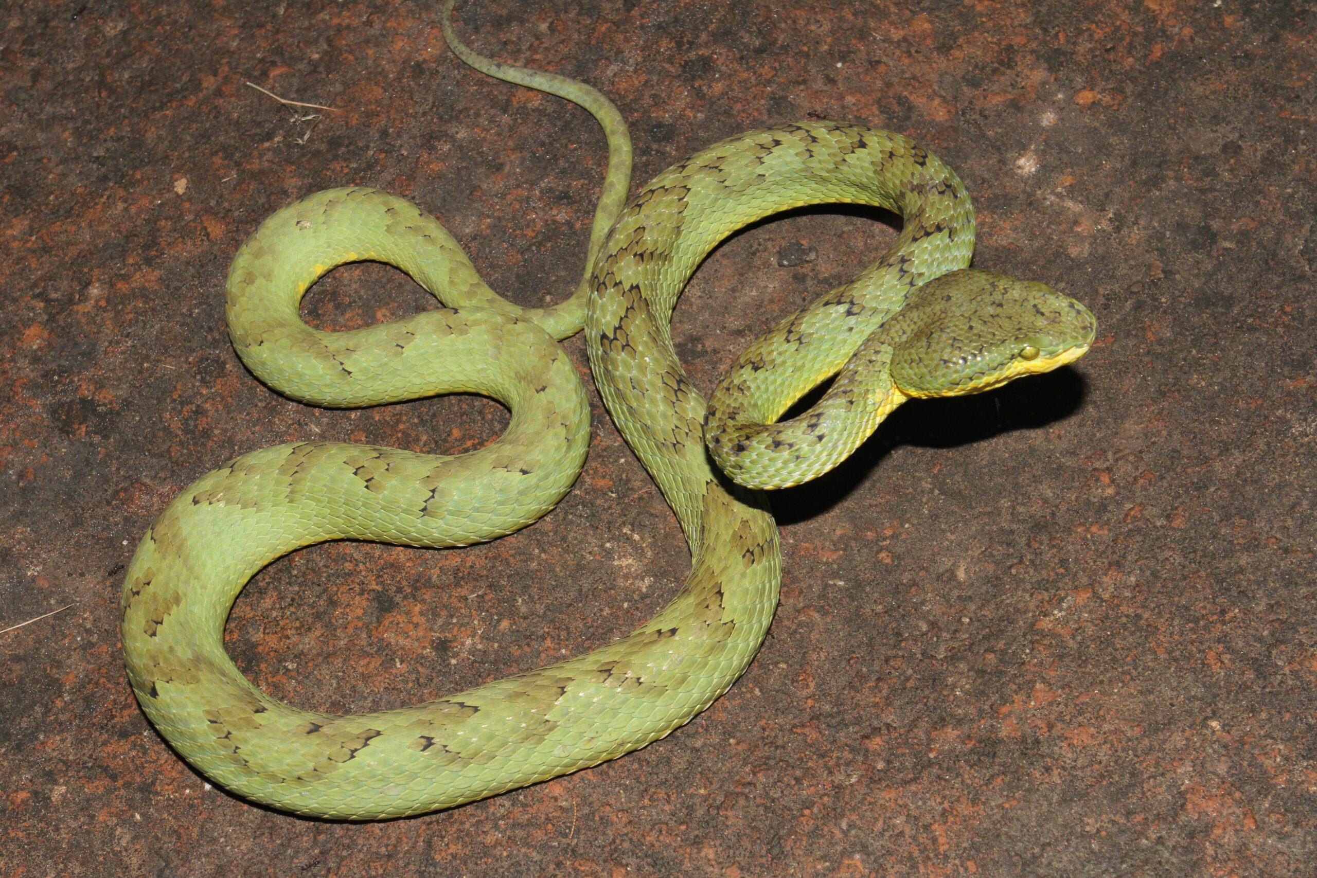 Trimeresurus