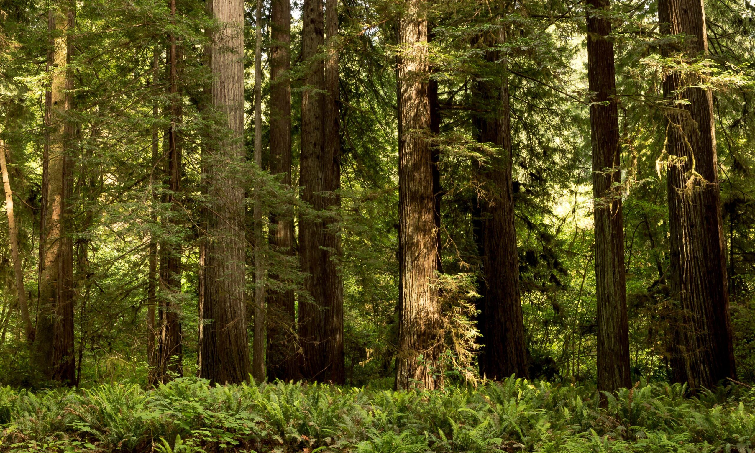 Wallpapers California USA Redwood National State Parks Nature