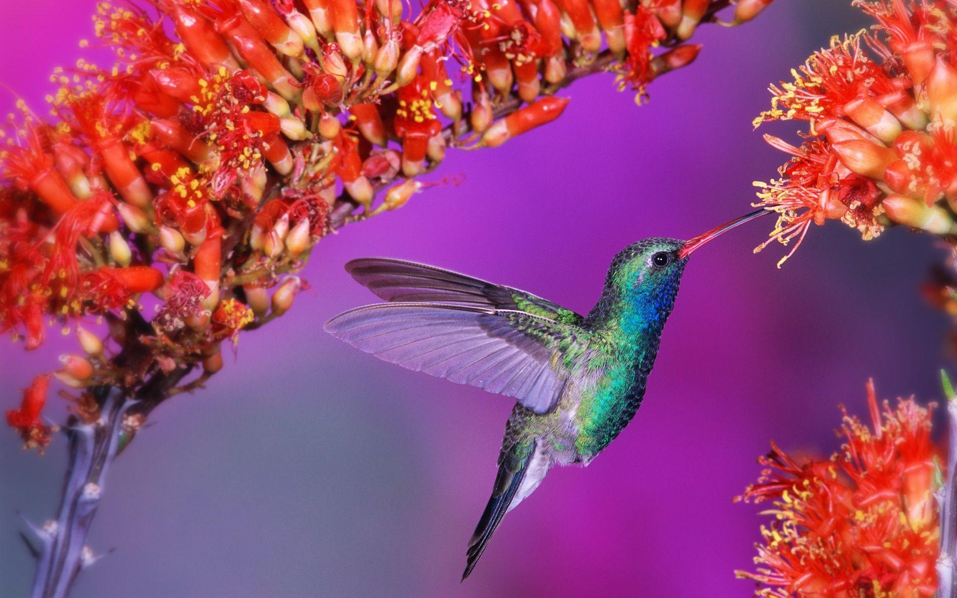 Hummingbirds HD Wallpapers