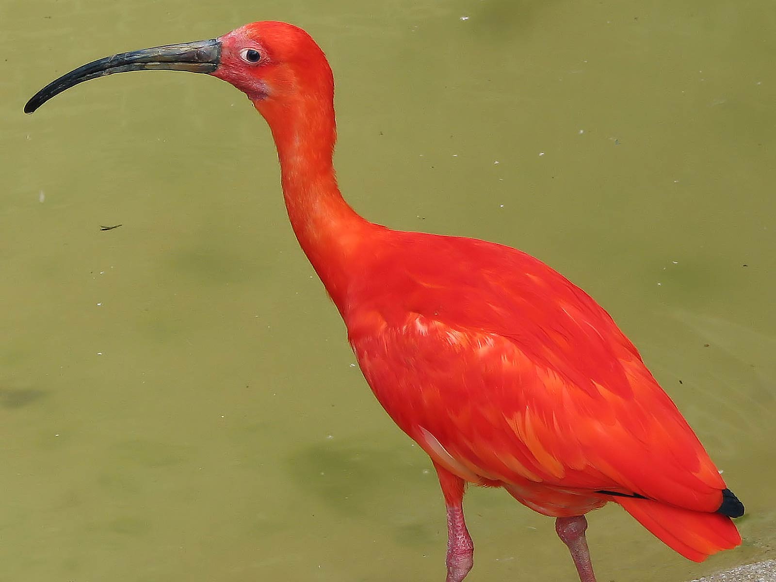 Scarlet Ibis Wallpapers