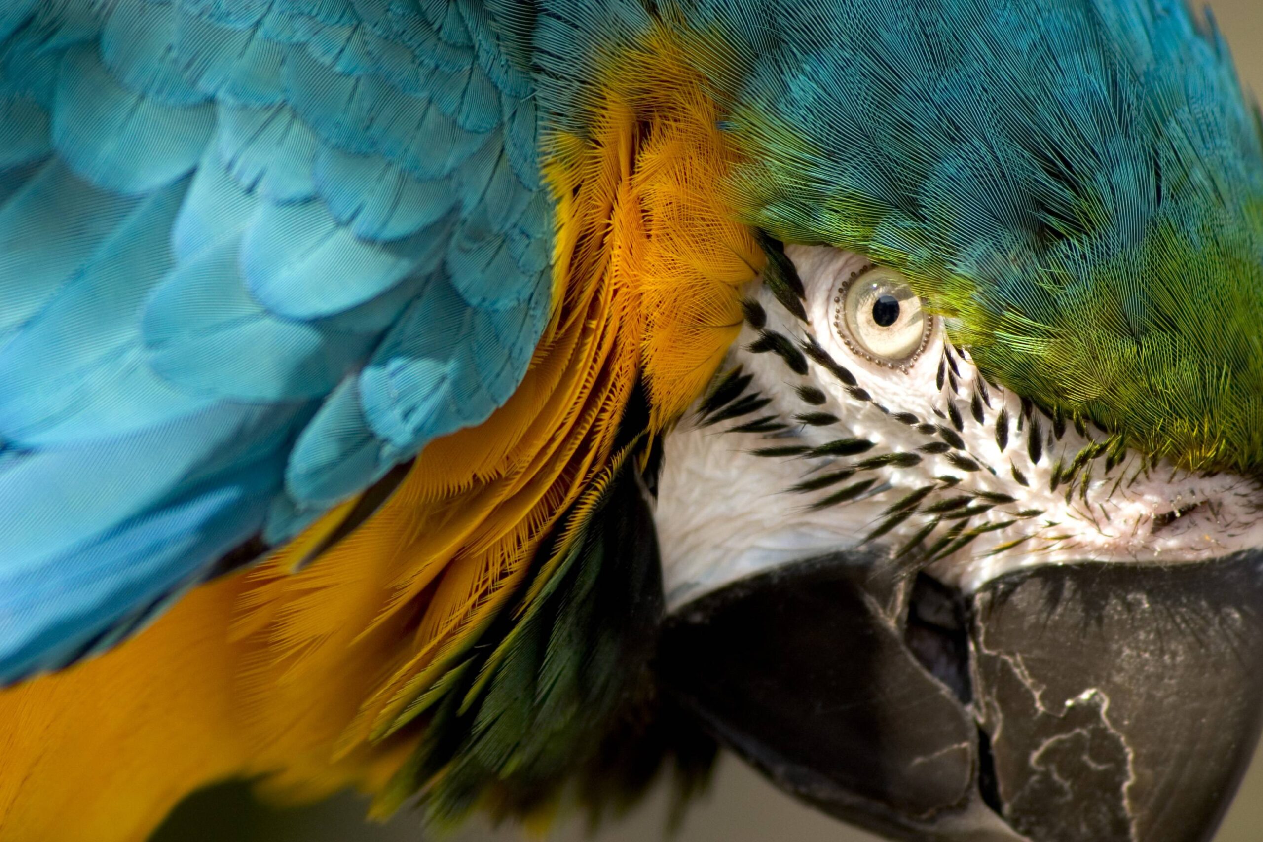 Eye of the Macaw : wallpapers