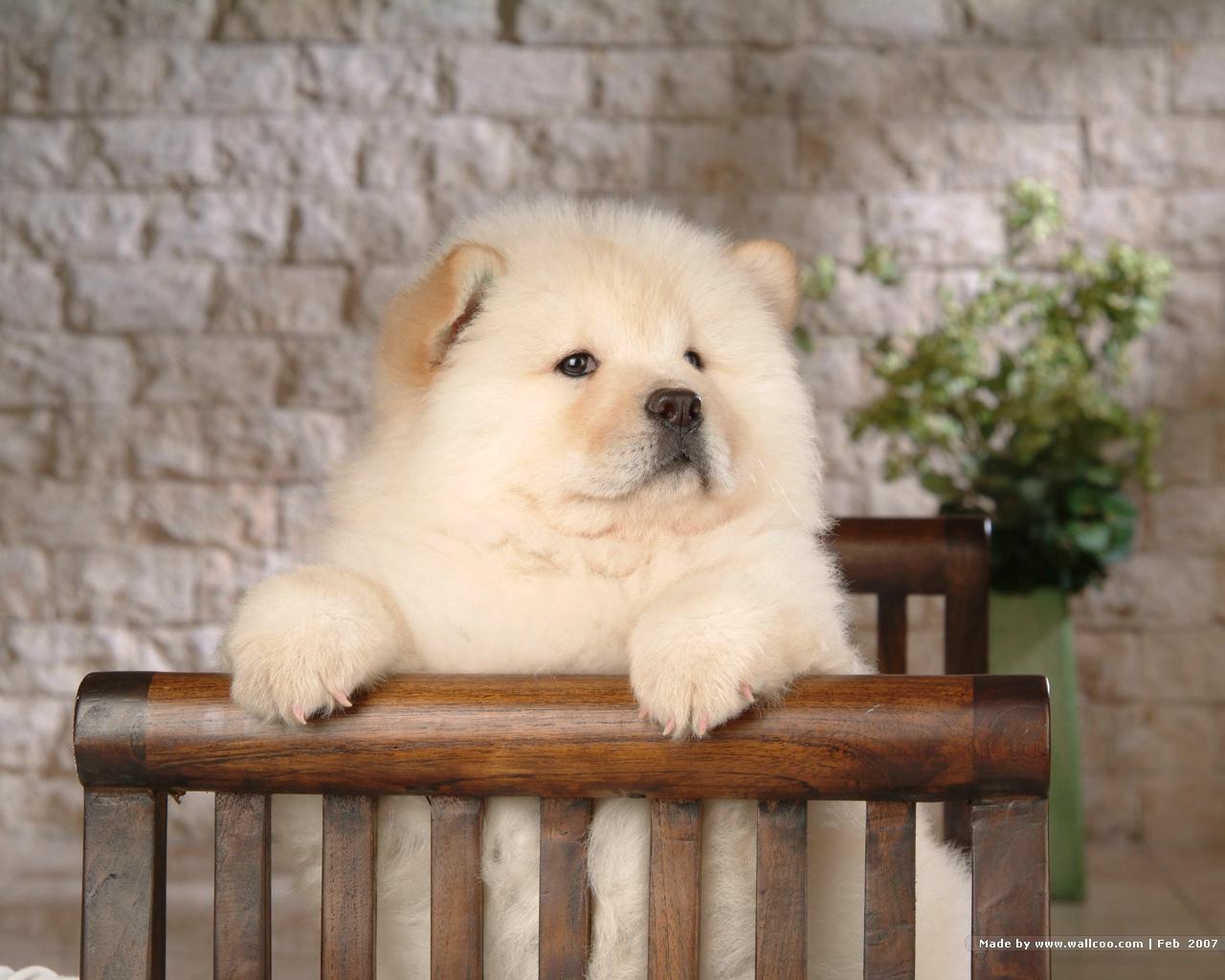 Puppies image Chow Chow Puppy Wallpapers HD wallpapers and backgrounds