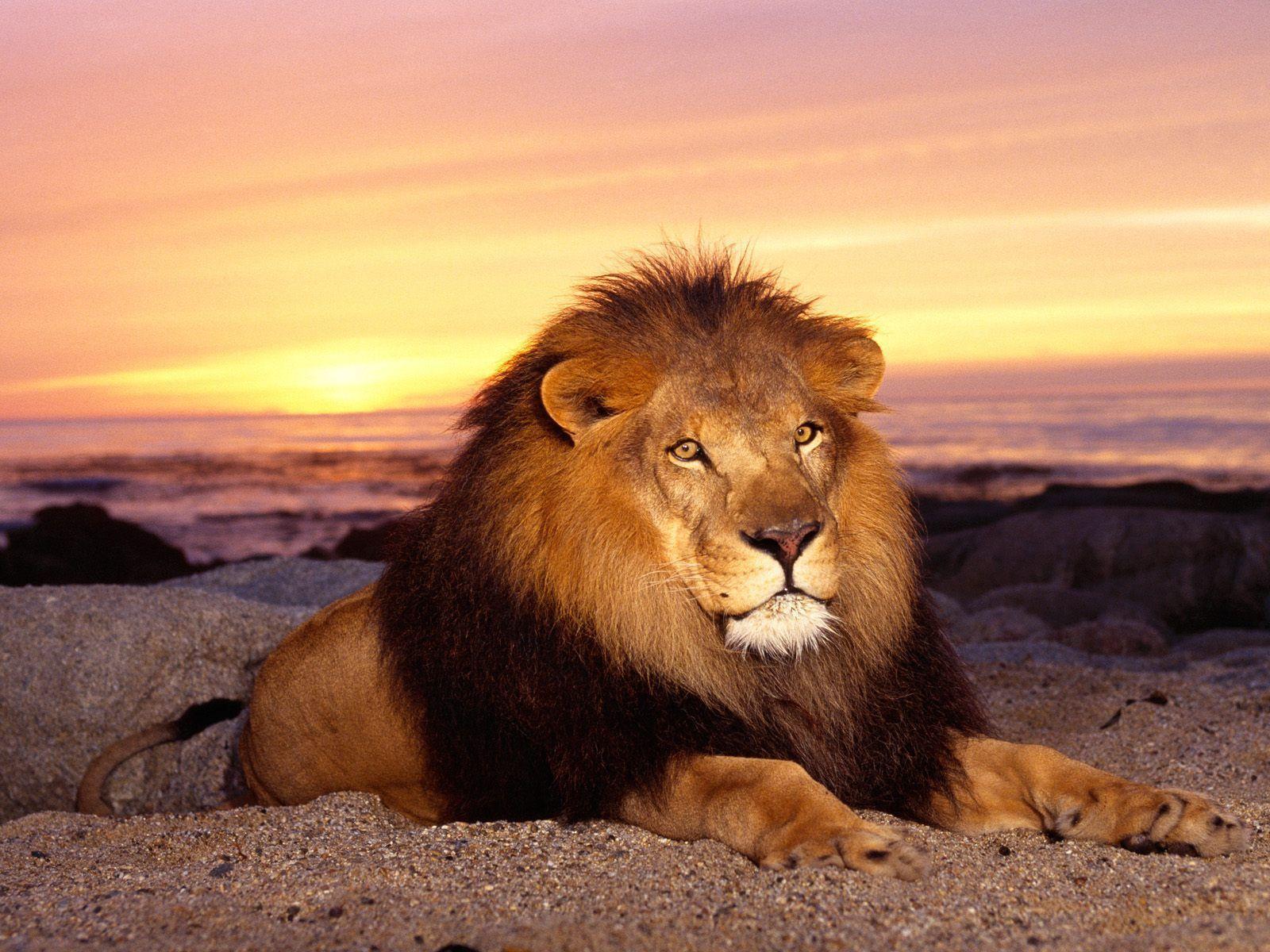 Lion Animal Wallpapers Desktop Pictures 2469 Full HD Wallpapers