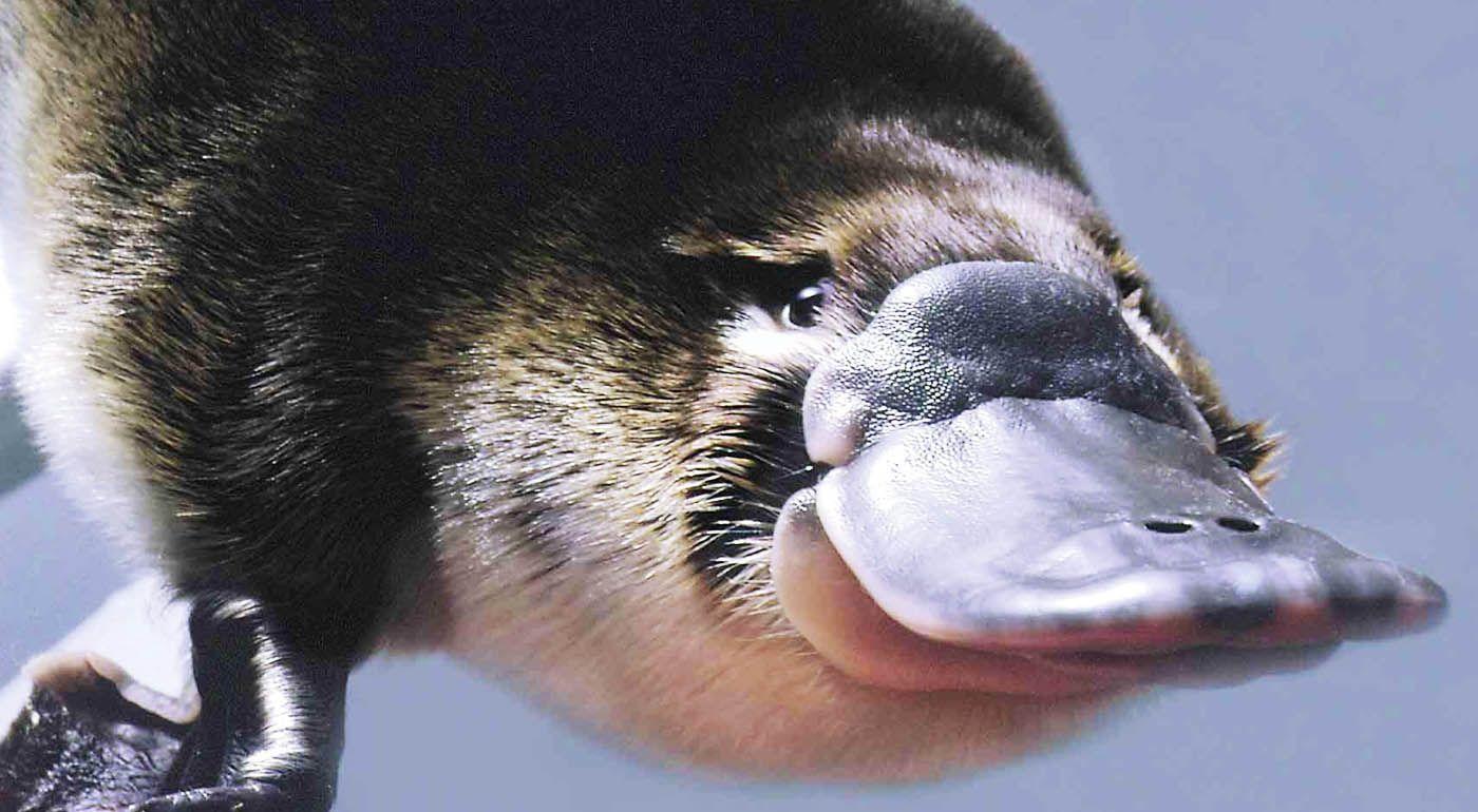 Platypus Wallpapers