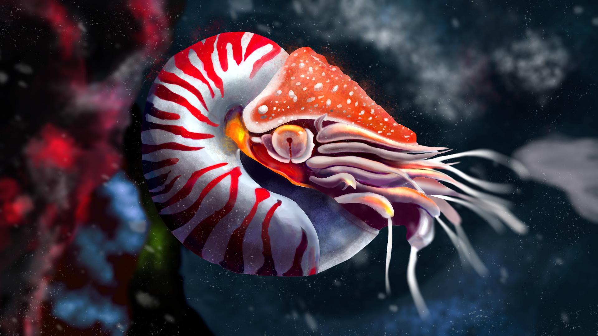 Chambered Nautilus