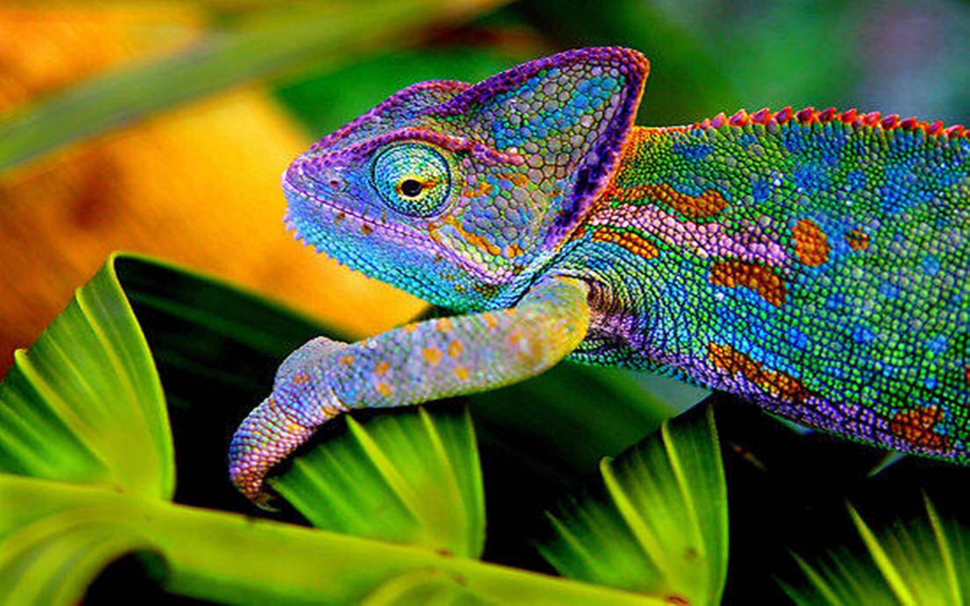 Chameleon Wallpapers 9