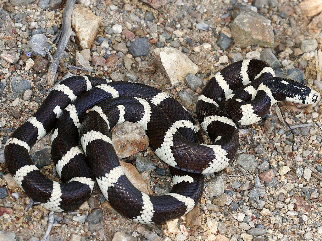 California Kingsnake, Lampropeltis getula californiae