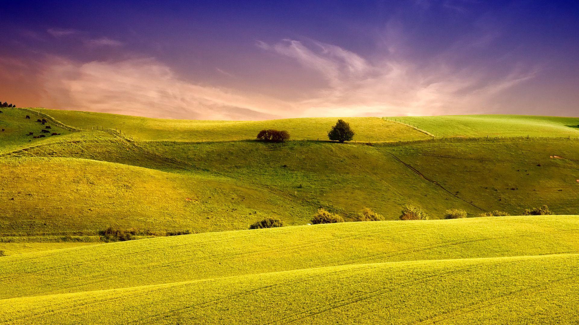 Green Green Meadow Wallpapers