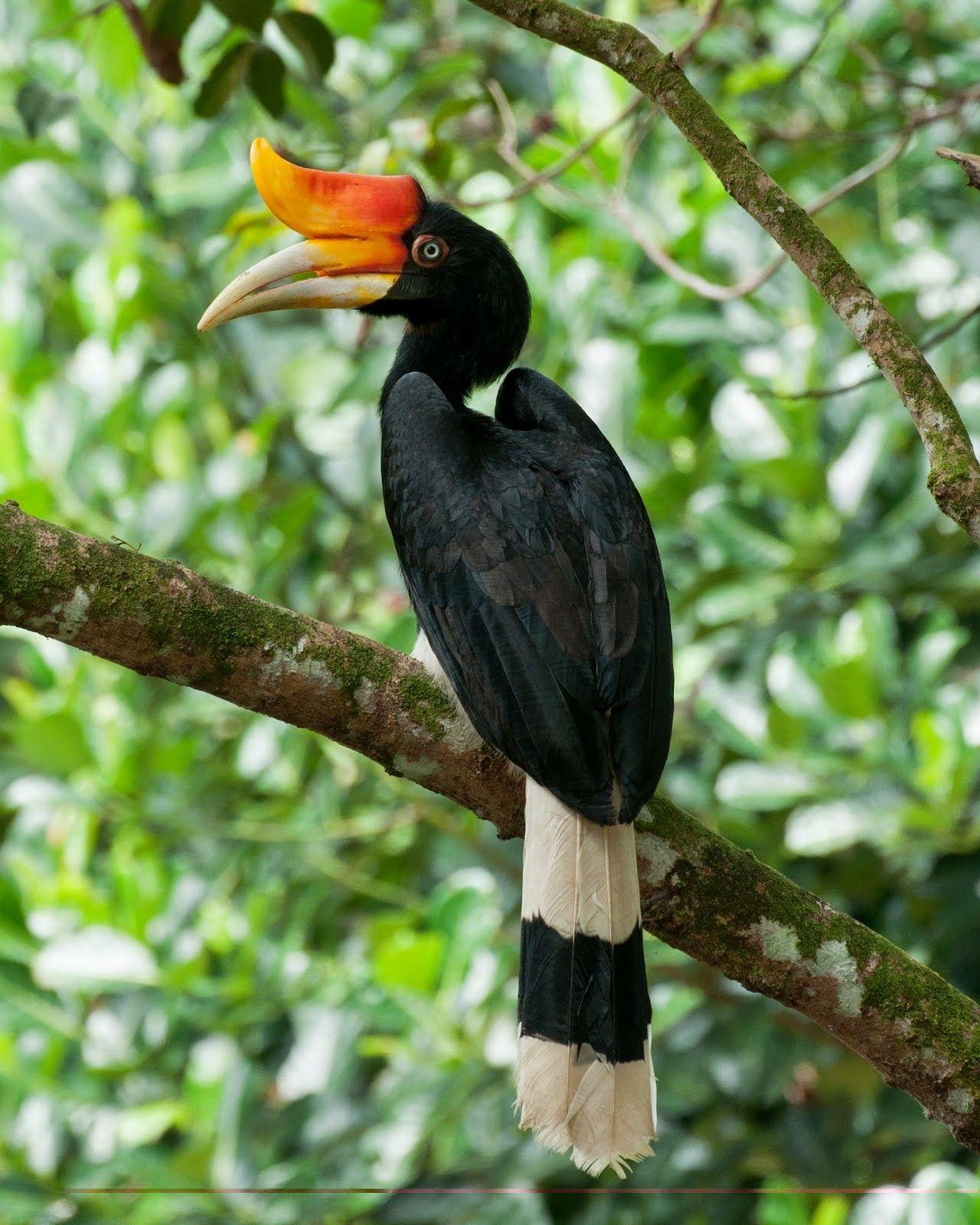 Animals World: beautiful image of rhinocreos hornbill birds gallery