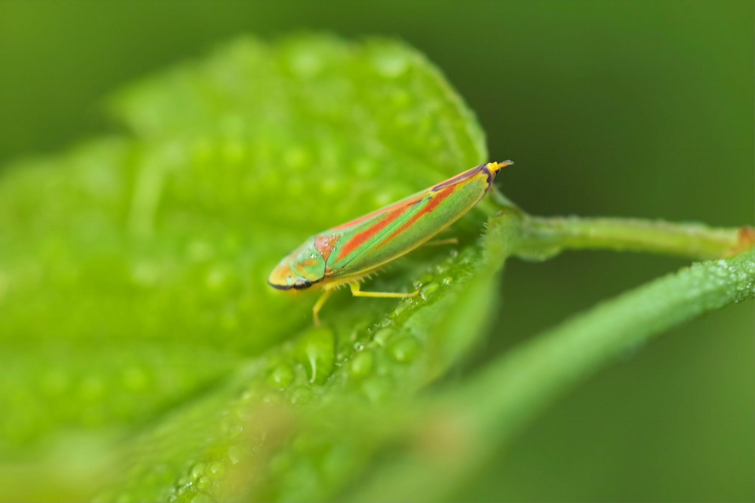 HD Leafhopper Insect Wallpapers · · Wallpapers.io