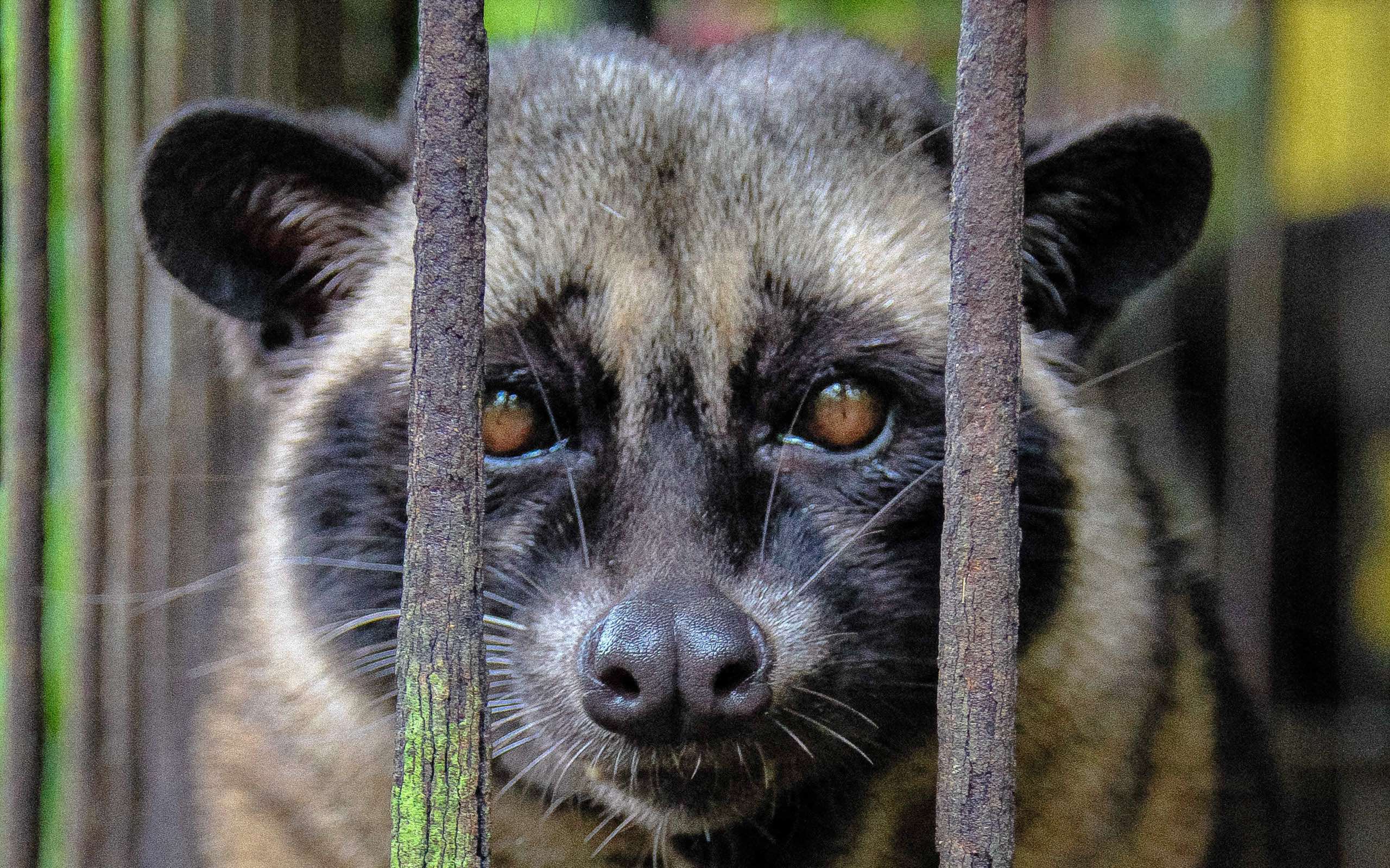 World’s most expensive coffee often produced from caged