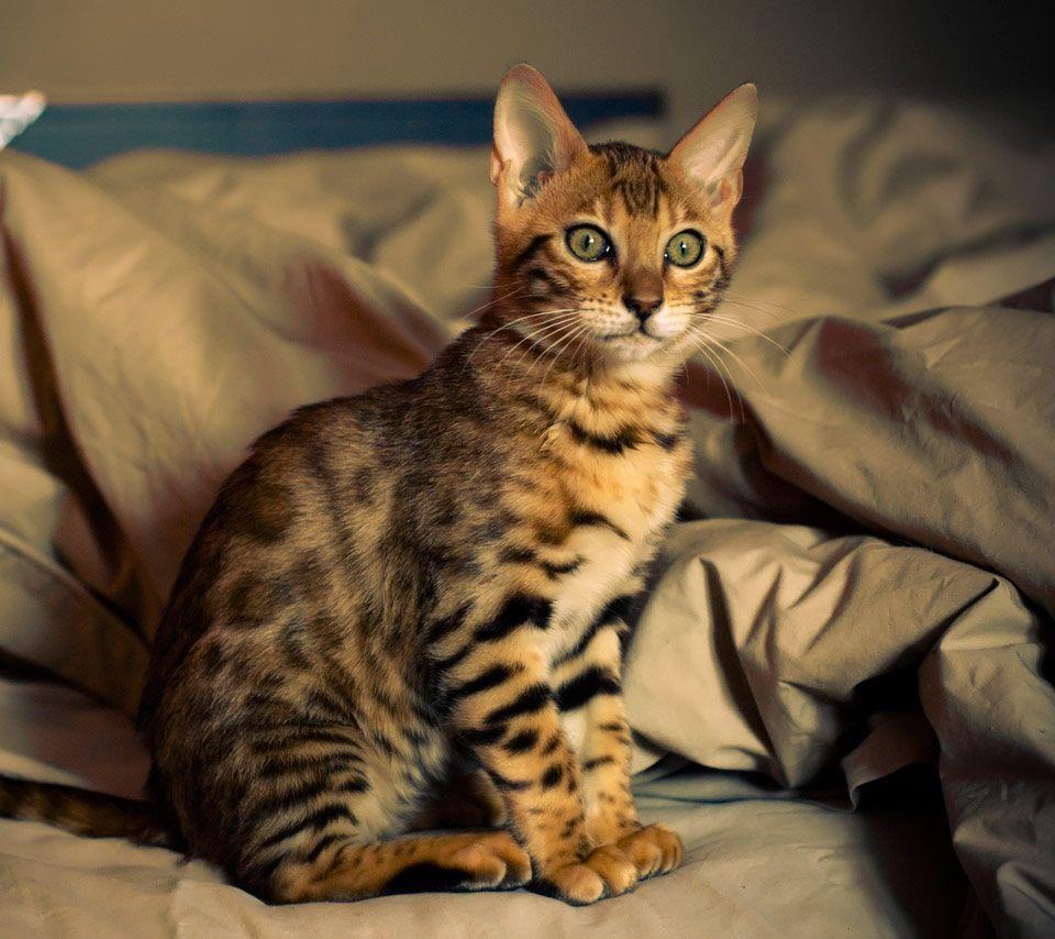 Bengal Cat HD Wallpapers