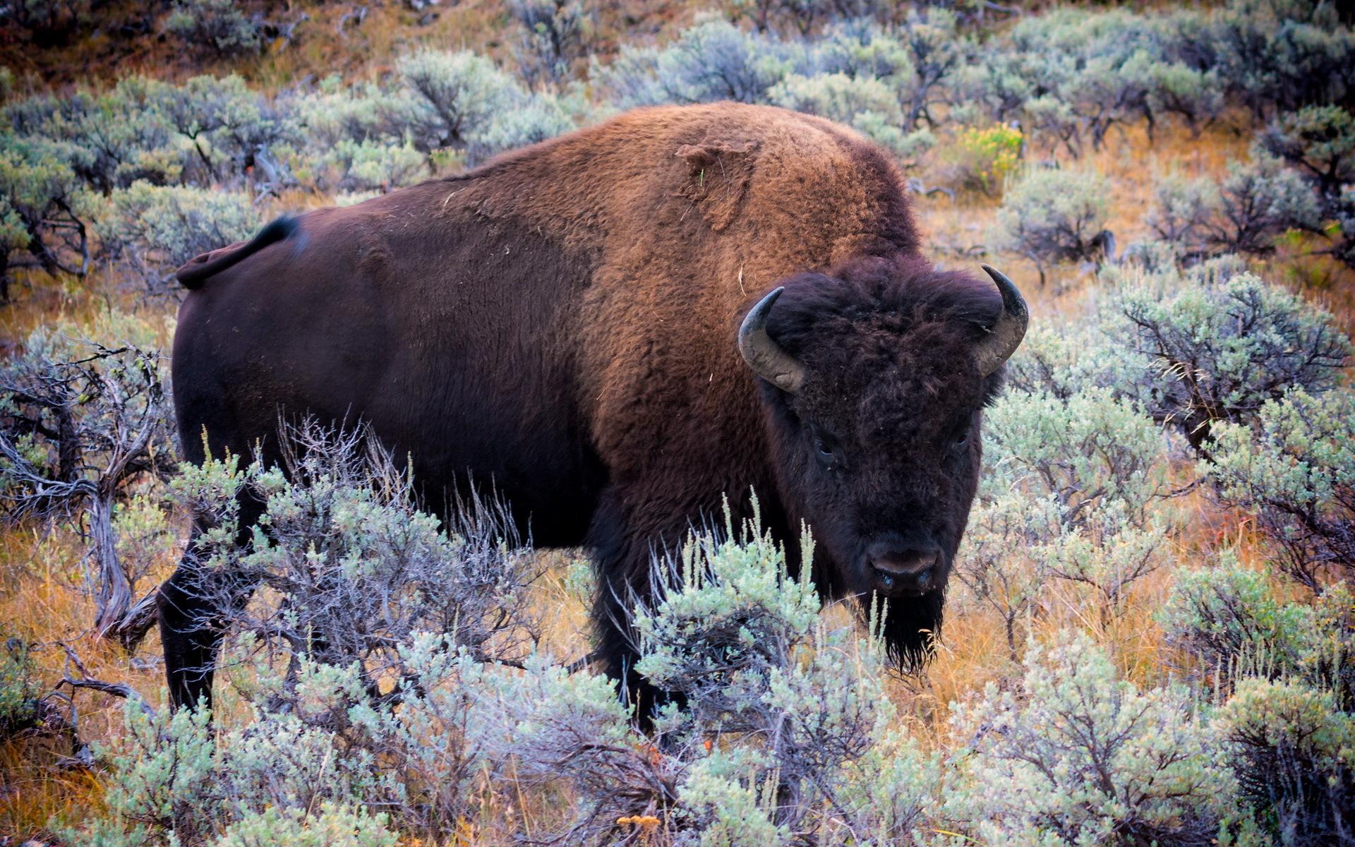 Buffalo HD Backgrounds