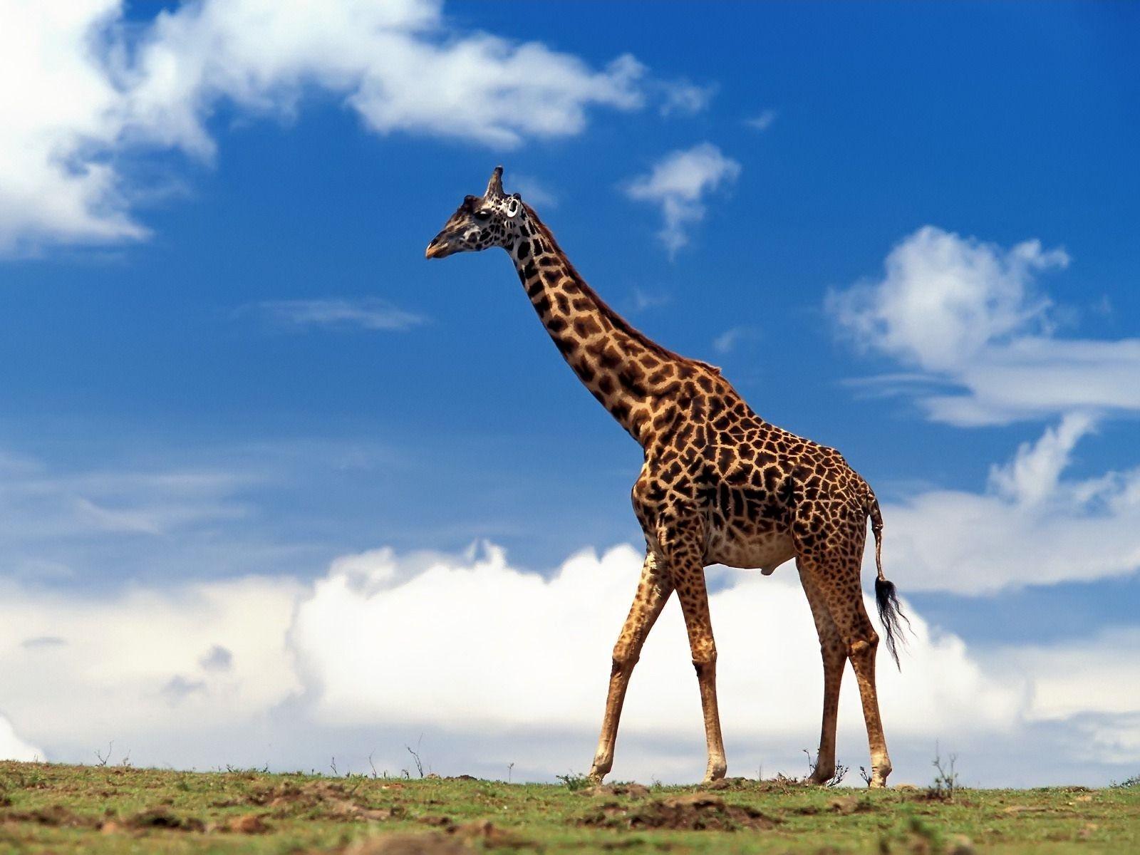 Cool Giraffe On Blue Sky Backgrounds Wallpapers Wallpapers