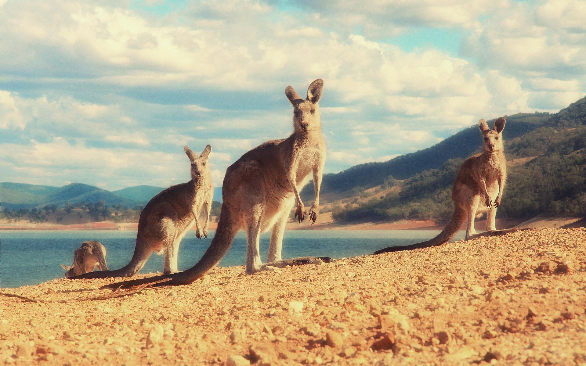 Best 35+ Kangaroo Wallpapers on HipWallpapers