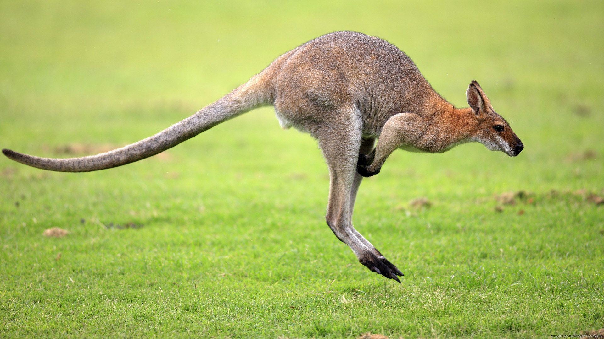 Best Photos Kangaroo HD Widescreen Wallpapers