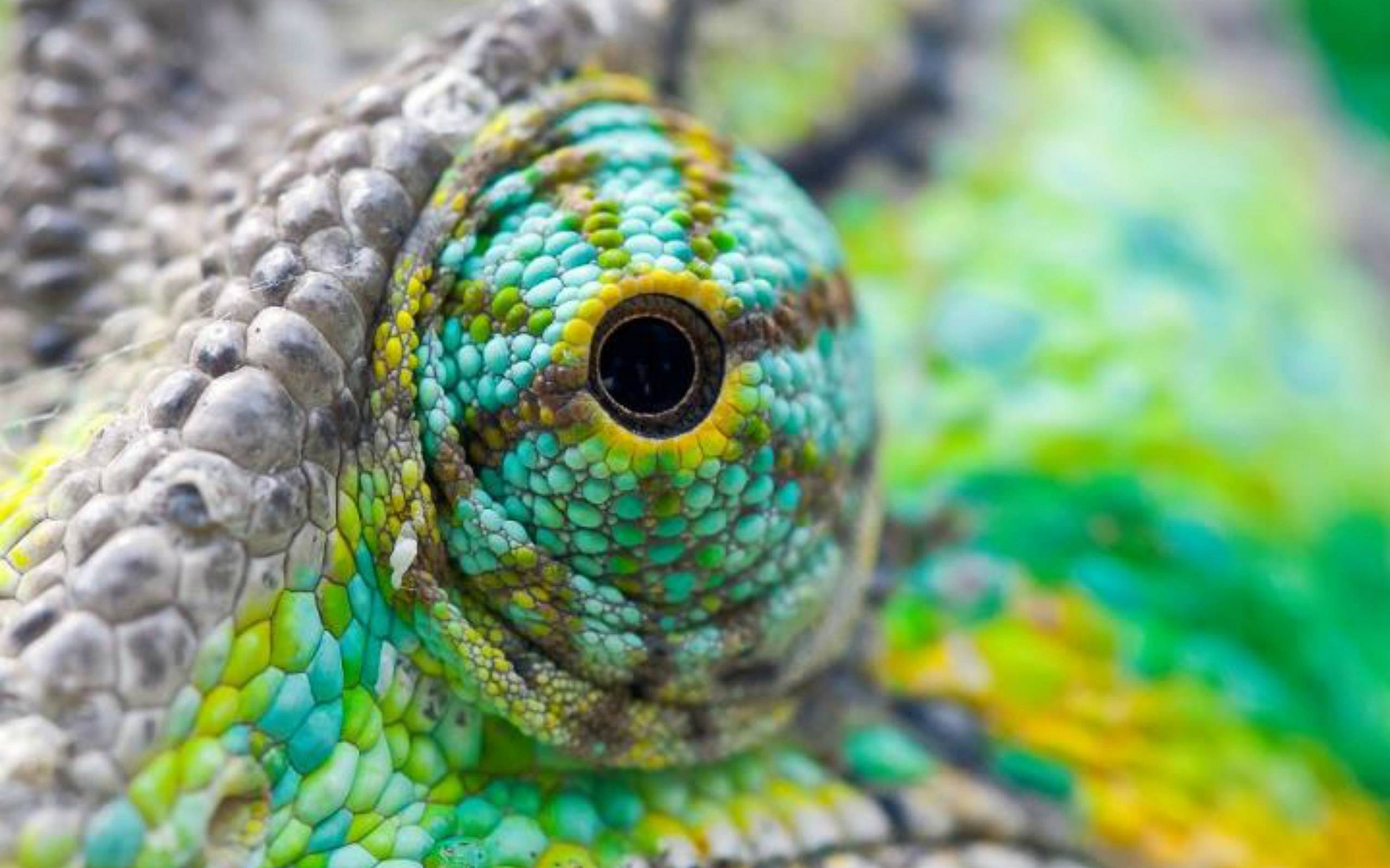 Colorful Lizard Eyes Wallpapers