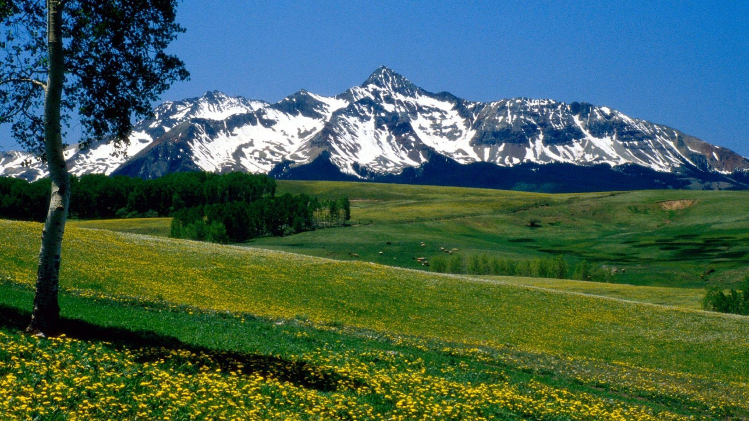 Download Wallpapers Mountains, Meadows, Tree, Flowers