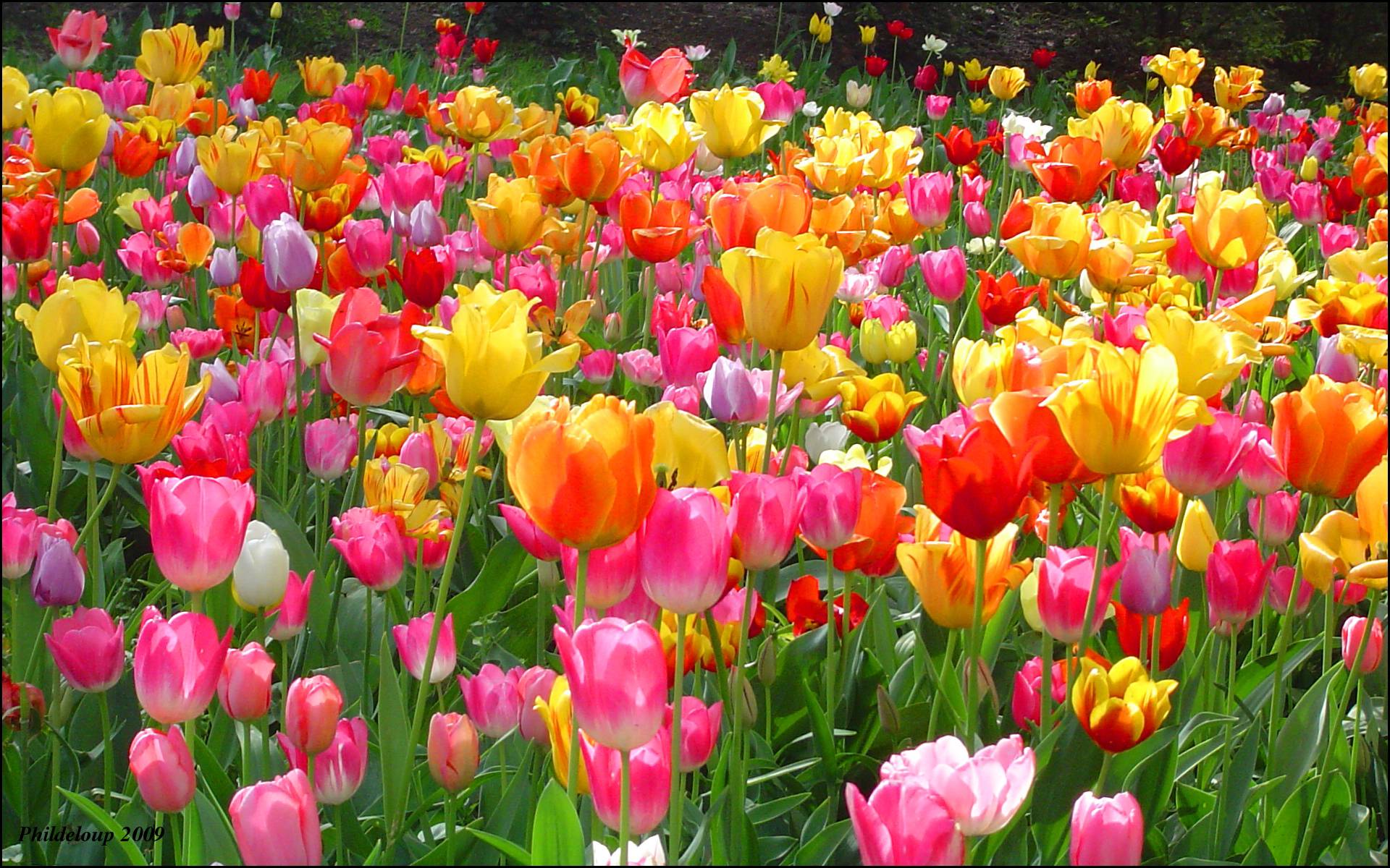 Tulips Flowers