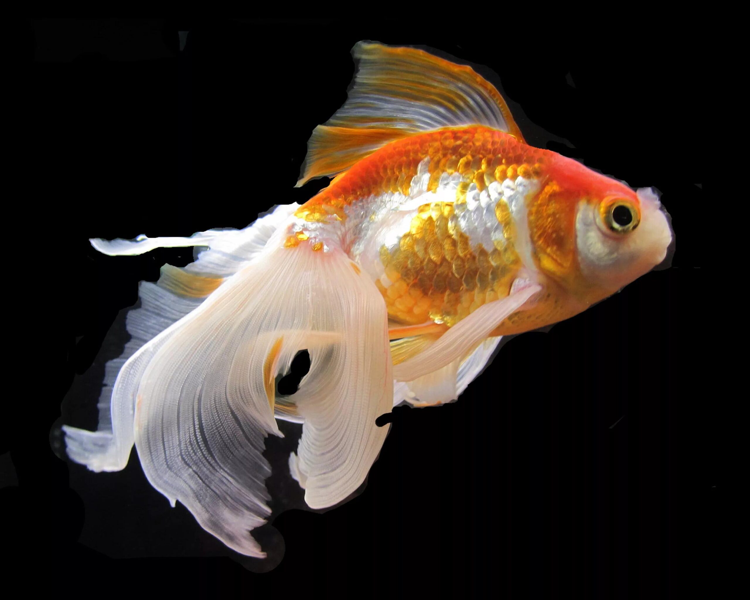 Goldfish HD Wallpapers free