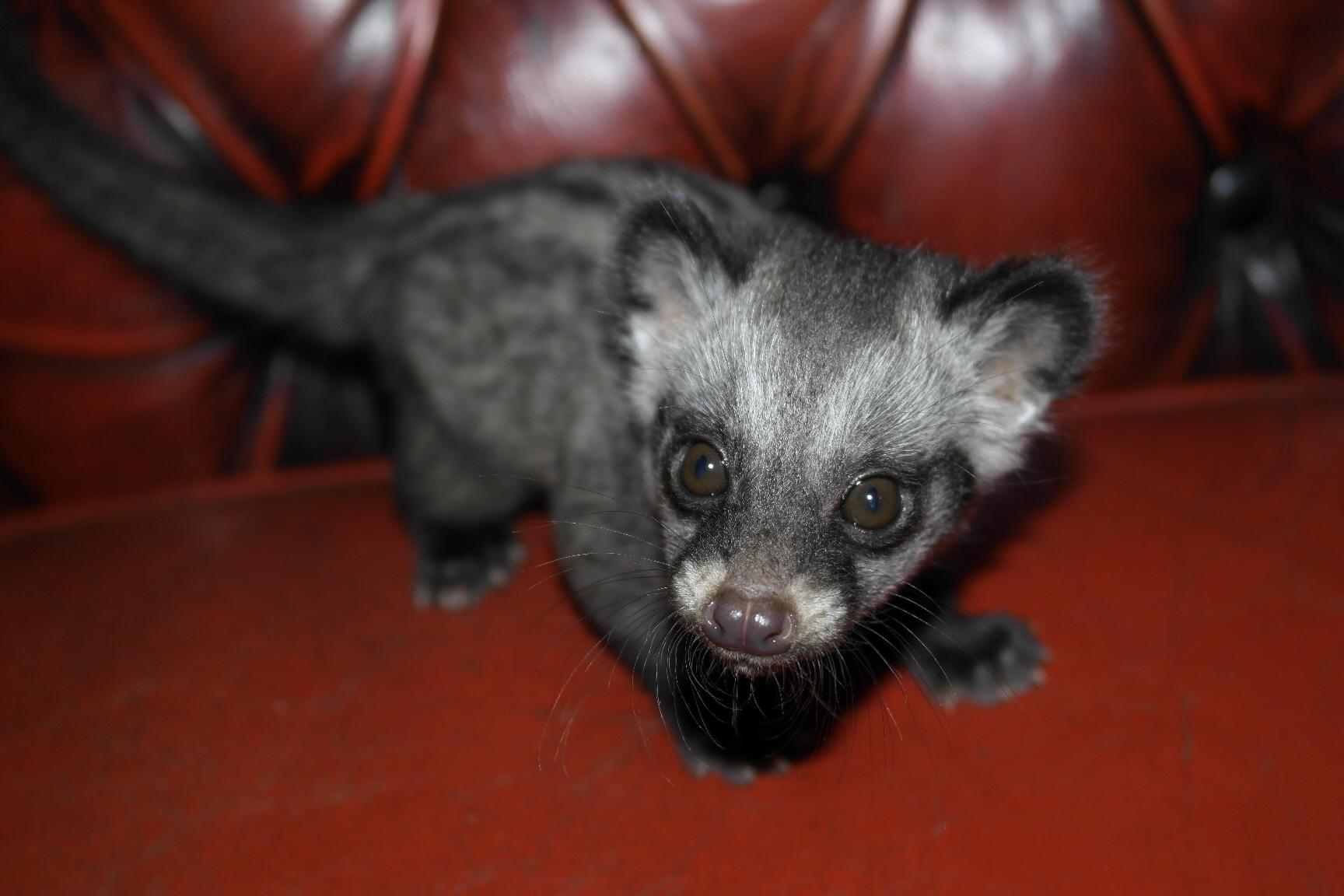 African Civet Cat Wallpapers High Quality