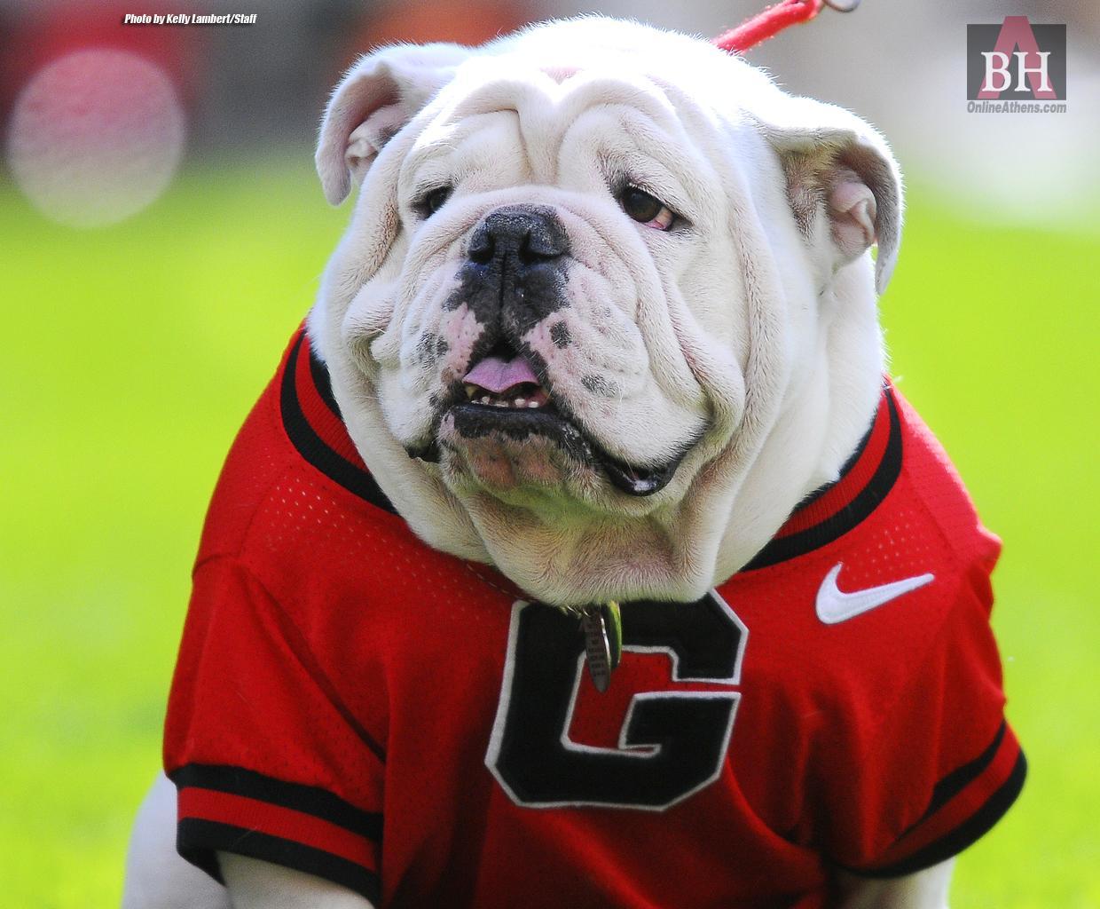 Download Georgia Bulldogs Wallpapers Free