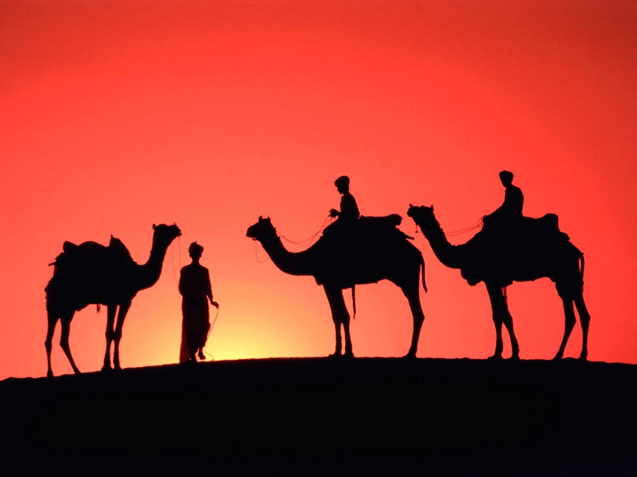 Camel HD Wallpapers