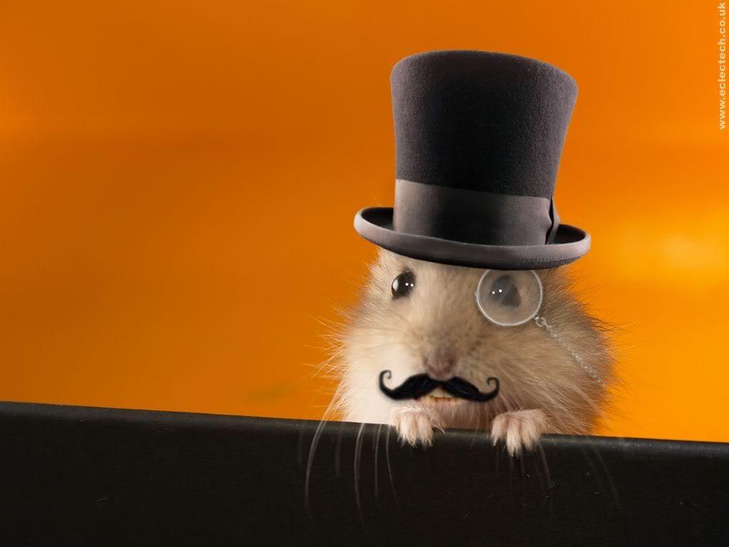 Hamster Wallpapers, Best Hamster Wallpapers, Wide High Quality