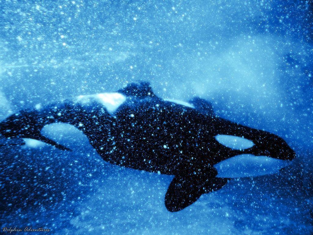 orca wallpapers by annlo13 wallpapers