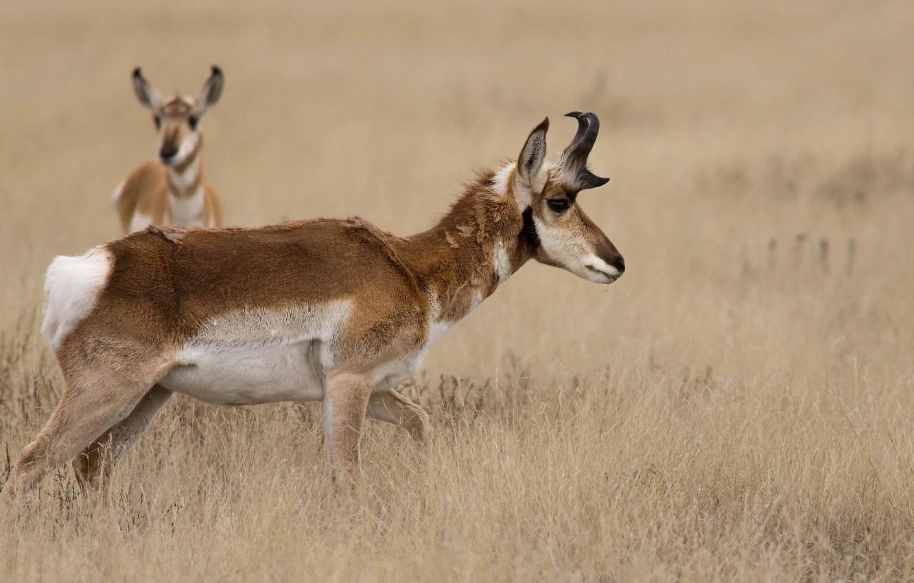 Wallpapers grass, nature, horns, antelope, pronghorn image