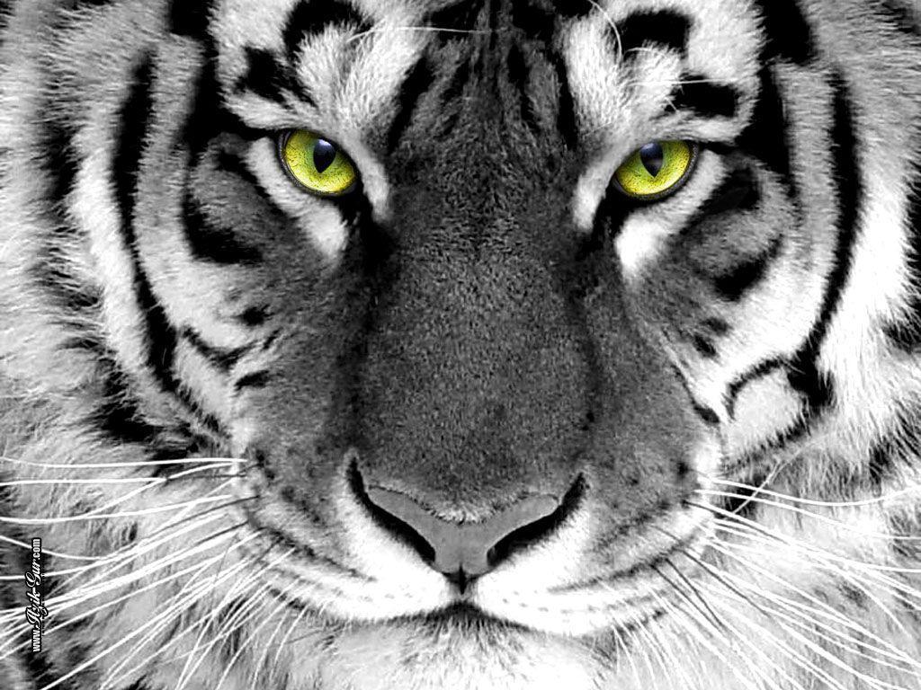 Tiger Wallpapers