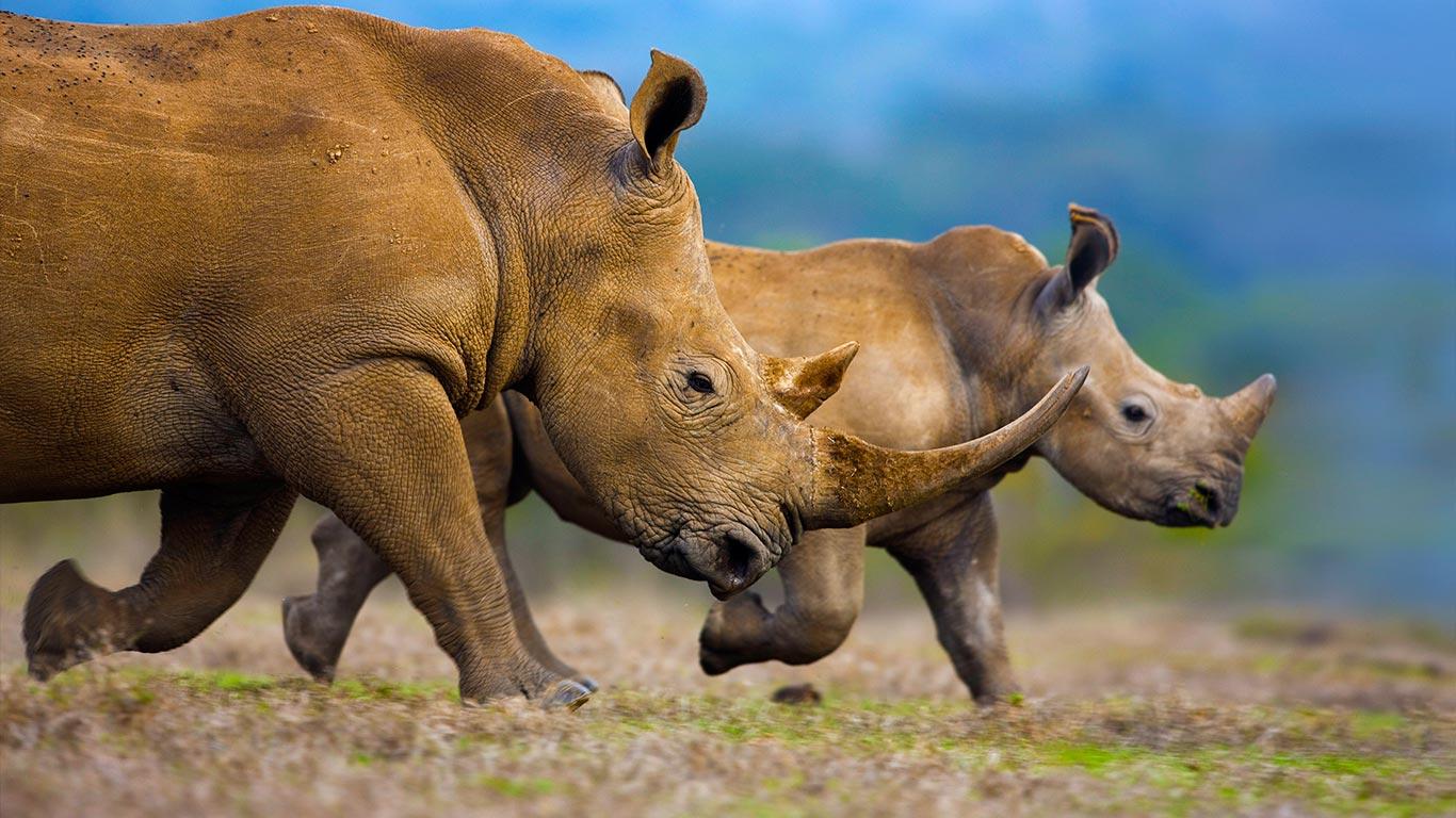 Southern white rhinoceros mother and calf wallpapers by T1000