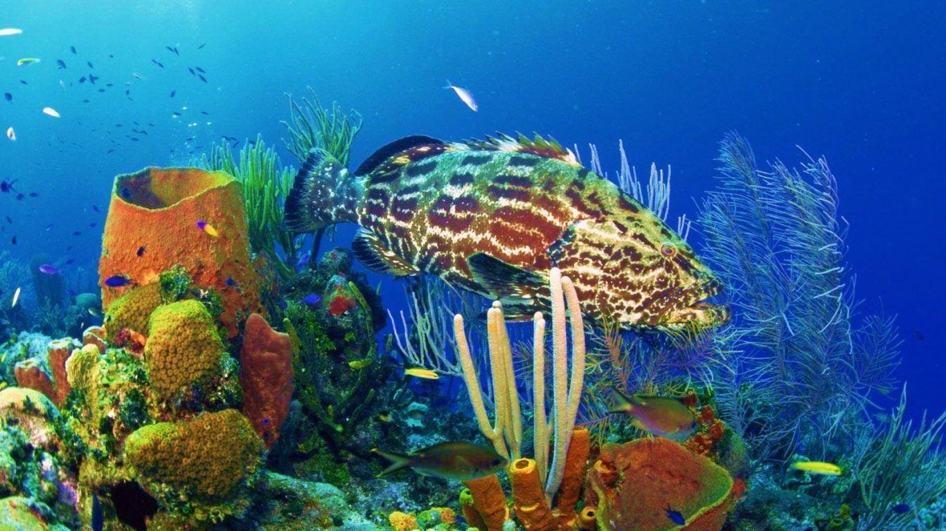 Coral Reefs: Sea Gilbert Kiribati Paradisiac Blue Beach Lagoon