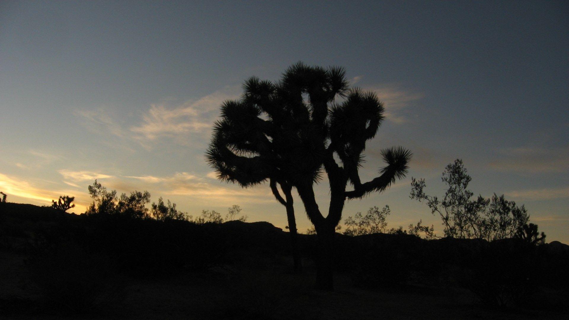 joshua tree national park wallpapers 1080p high quality,