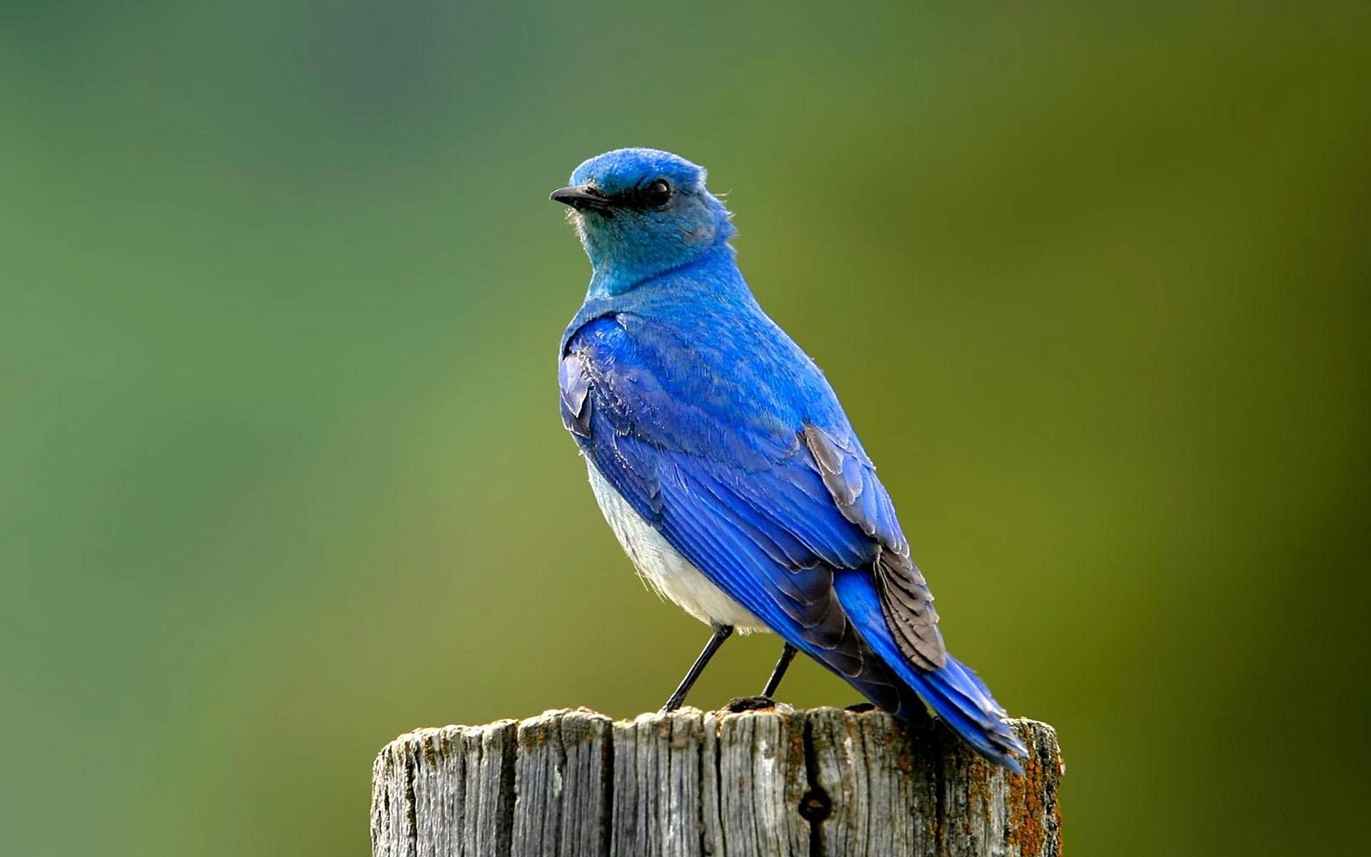 Latest Collection of 25 Bluebird Pictures