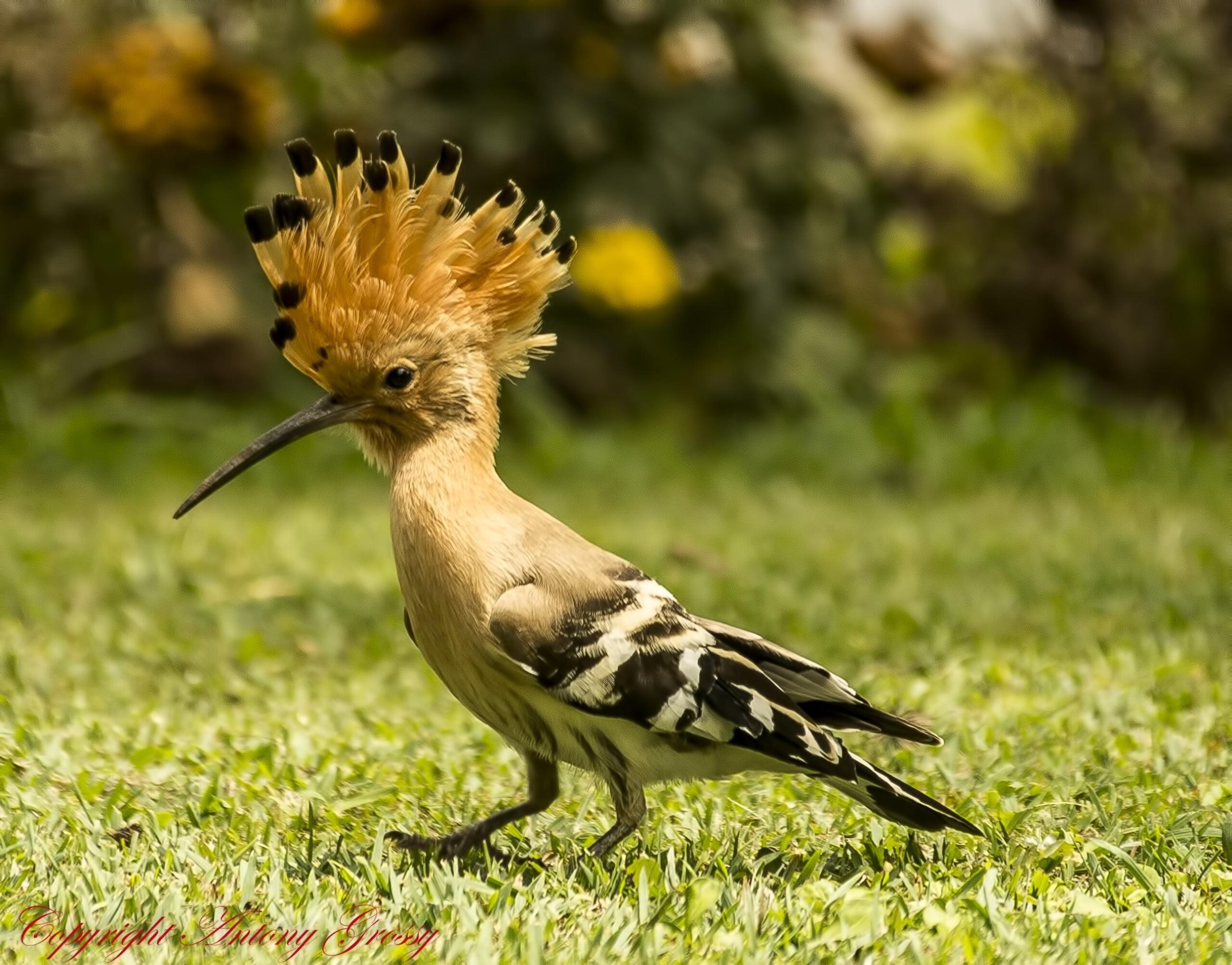 Beige, black, and yellow bird on green grass during daytime