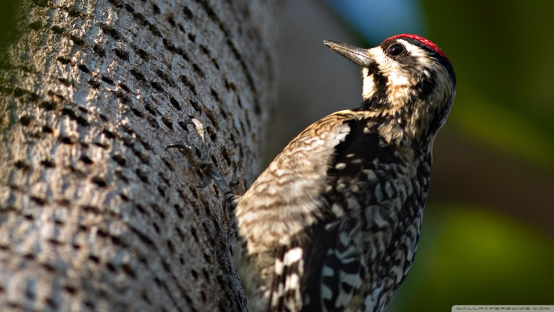 Woodpecker ❤ 4K HD Desktop Wallpapers for 4K Ultra HD TV • Wide