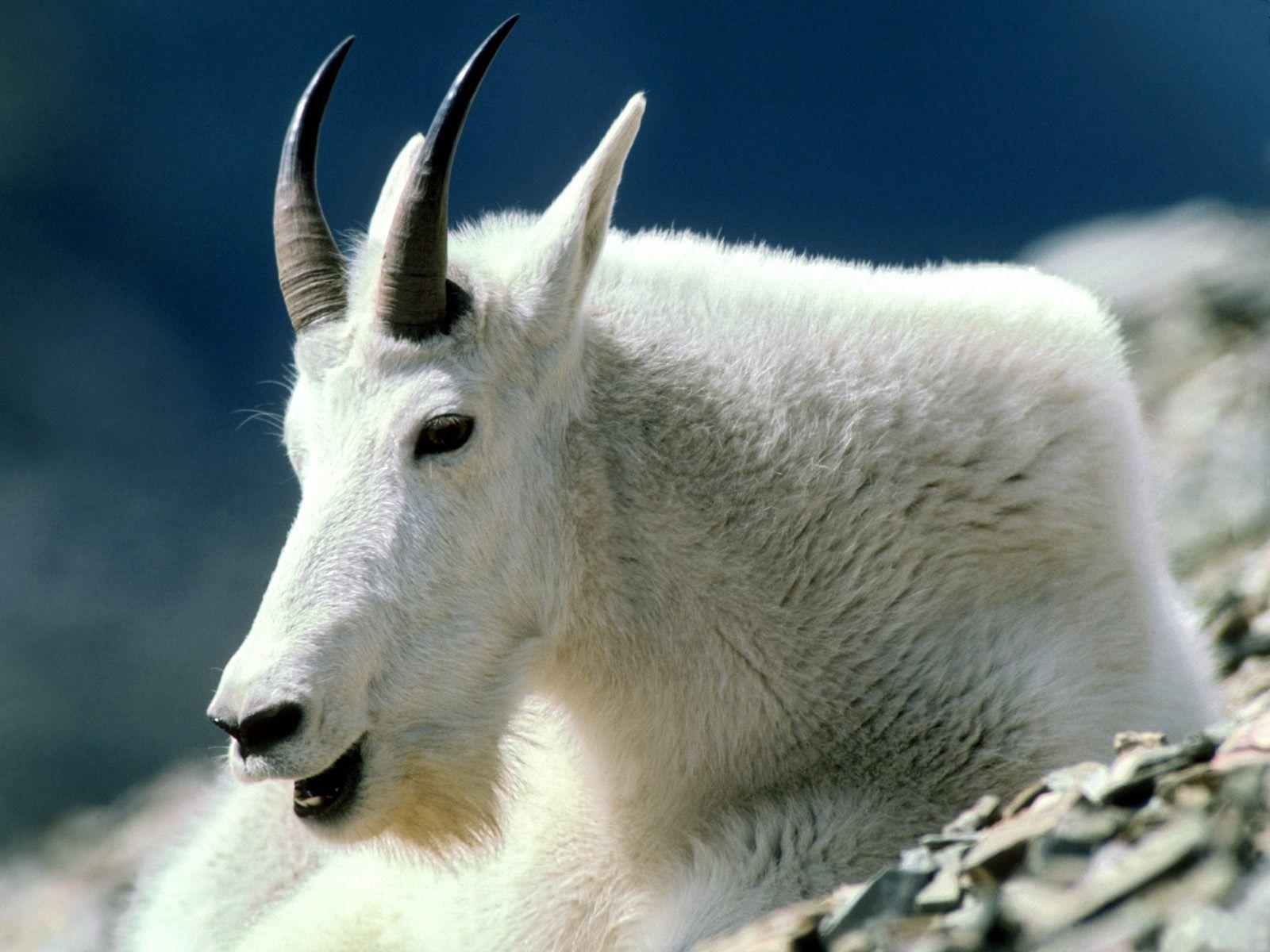 Mountain goat HD Wallpapers