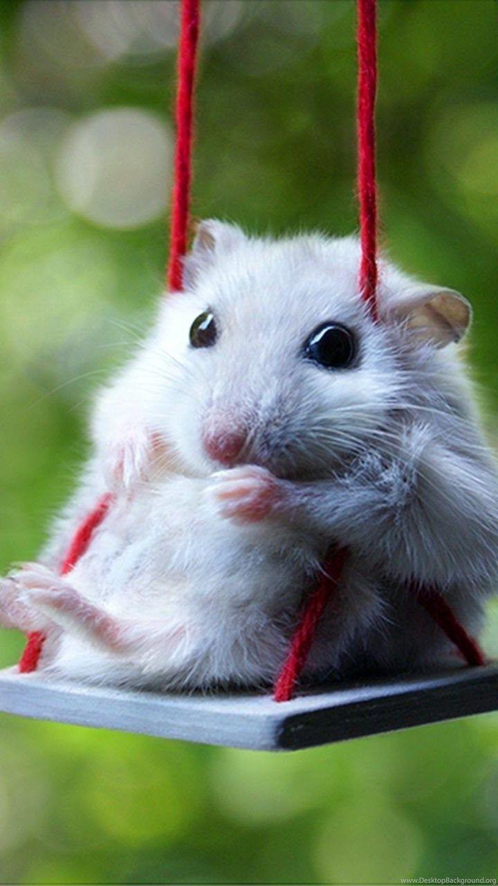 Hamster Wallpapers HD Full HD Animal Wallpapers PowerballForLife