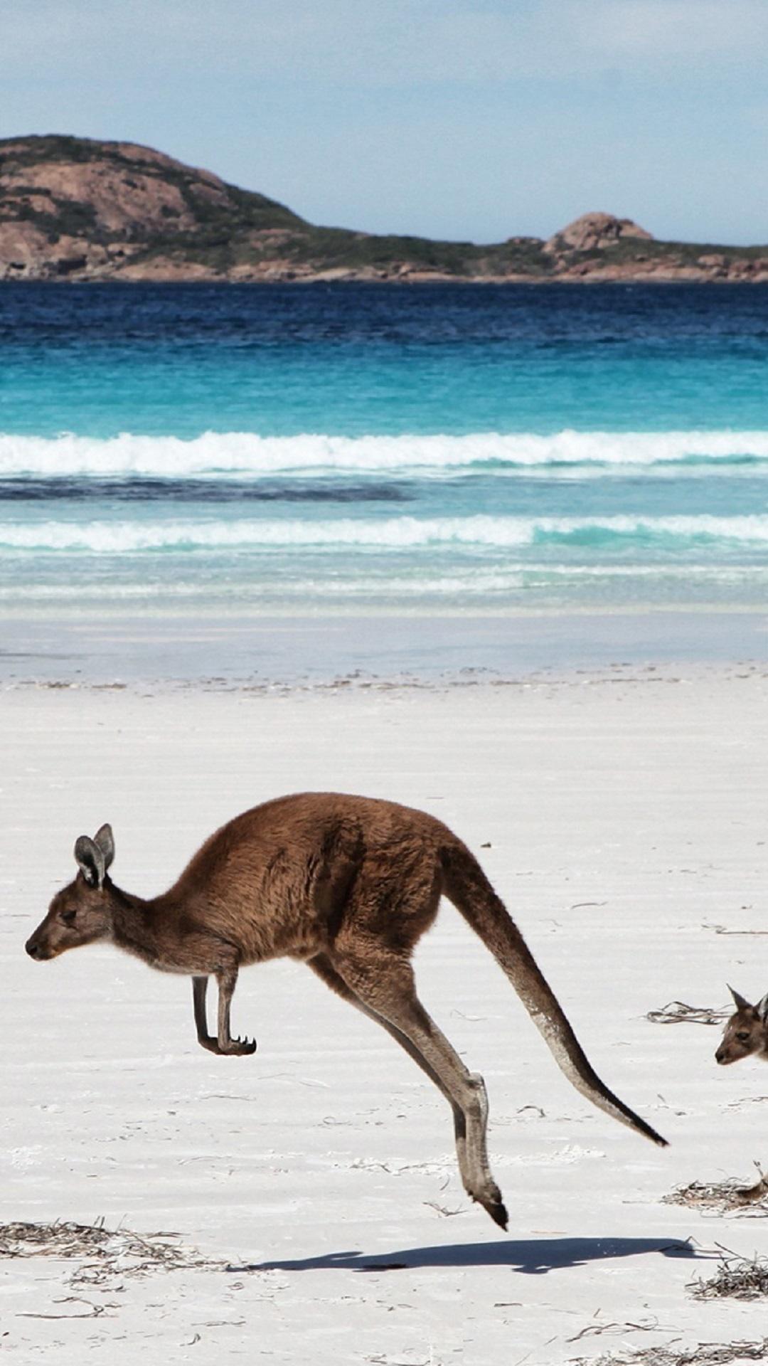 Kangaroo Wallpapers HD for Android