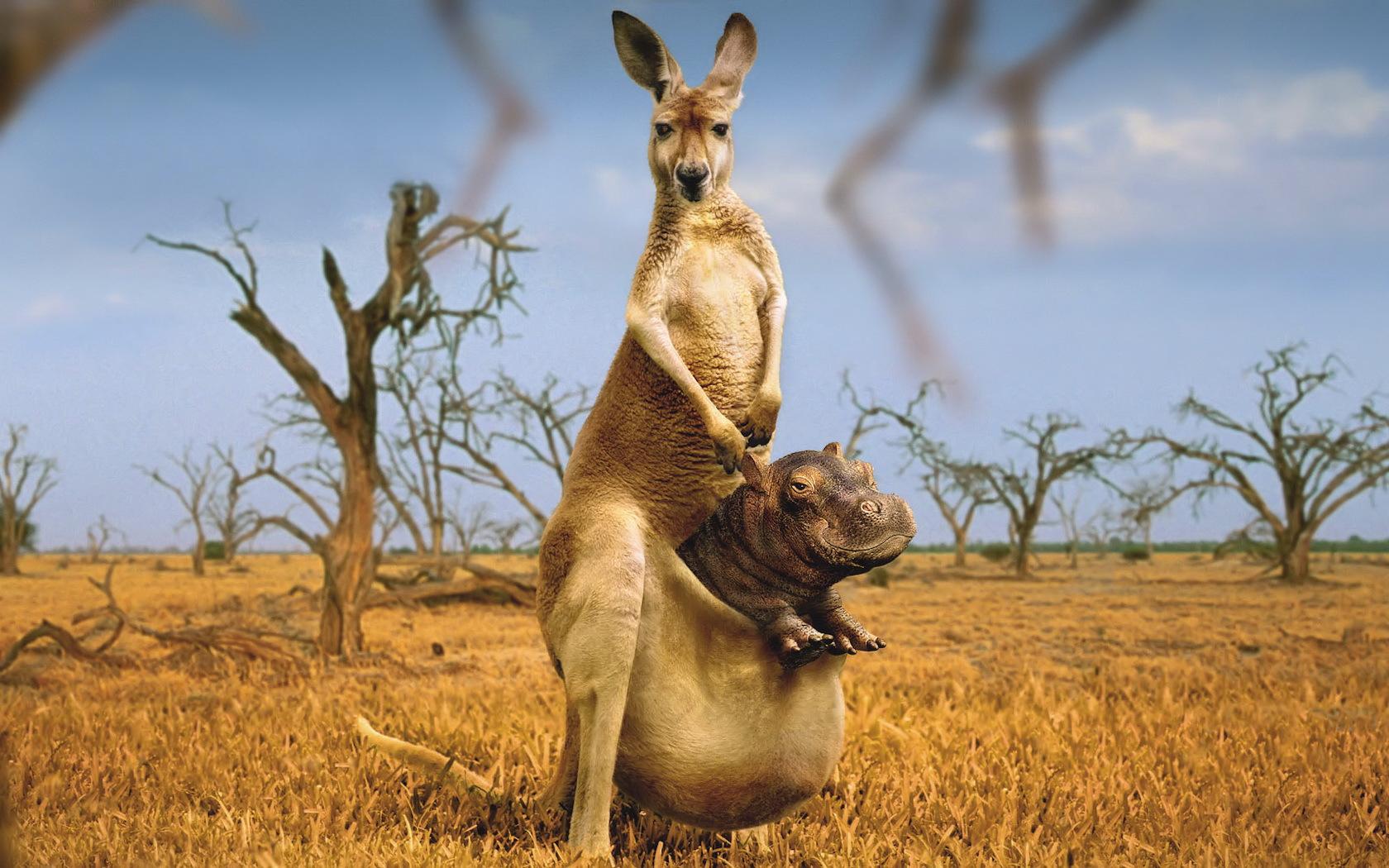 Kangaroo Wallpapers 27