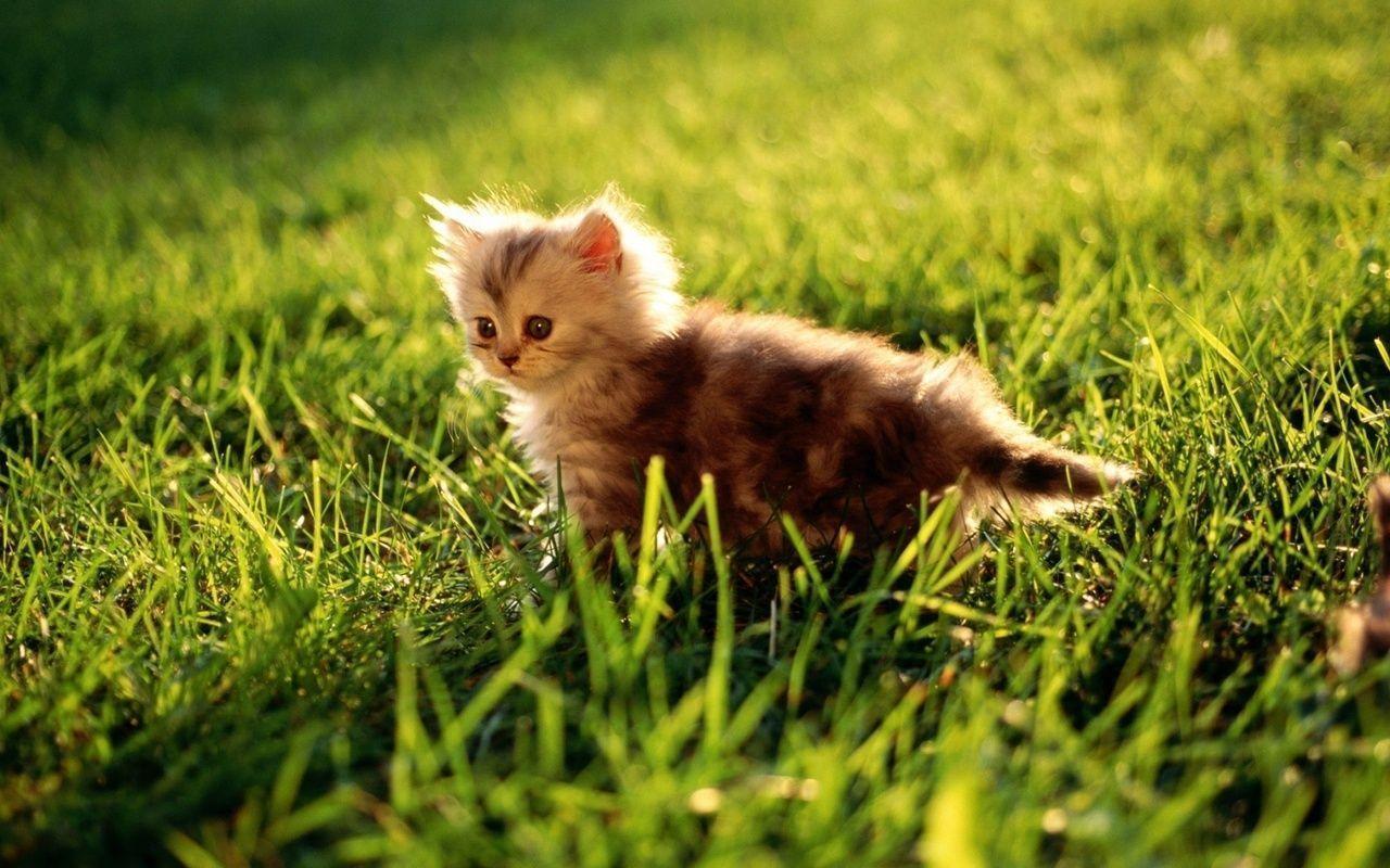 Cute Kitten